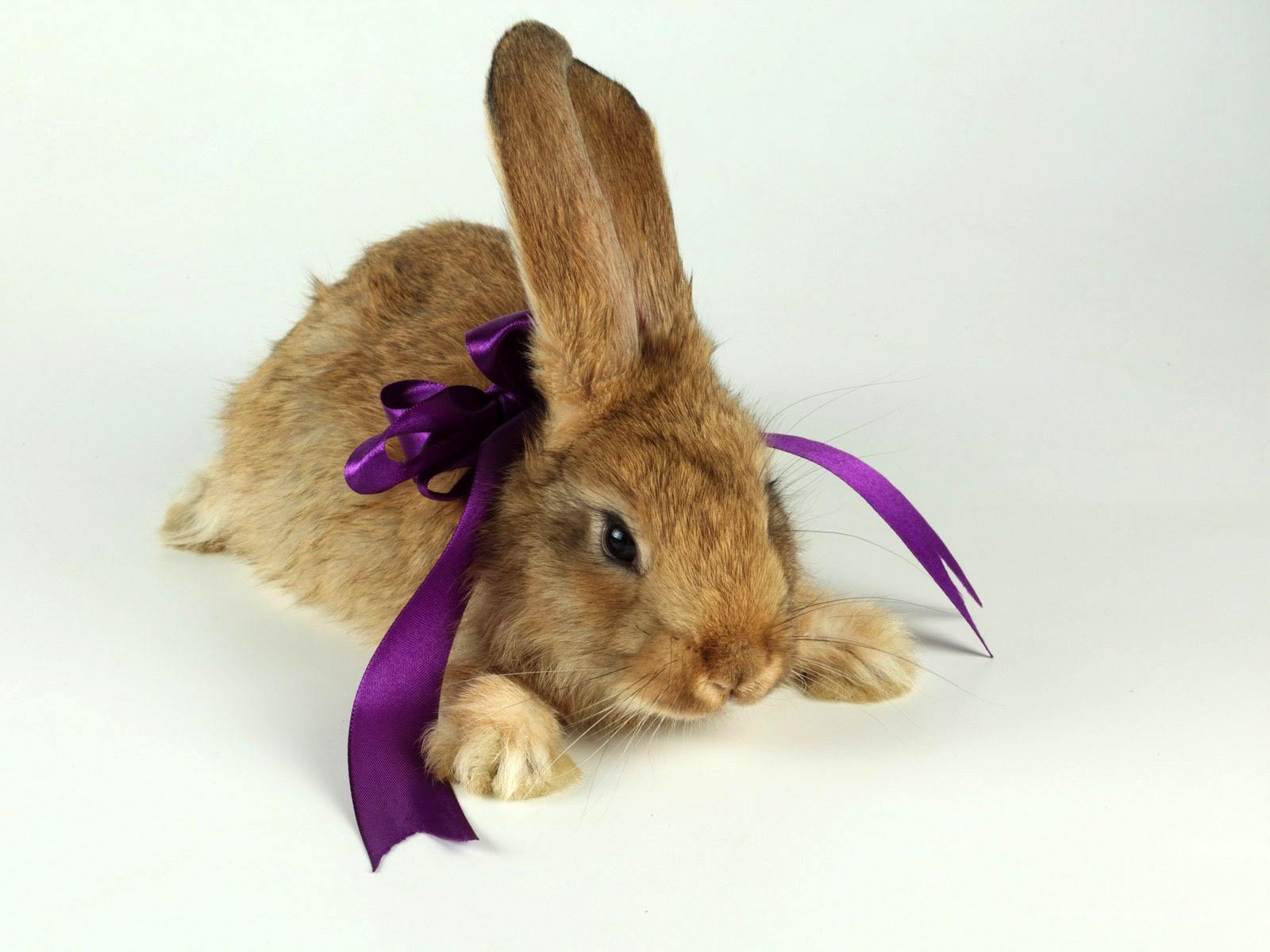 wallpaper et fond d'écran animaux lapin