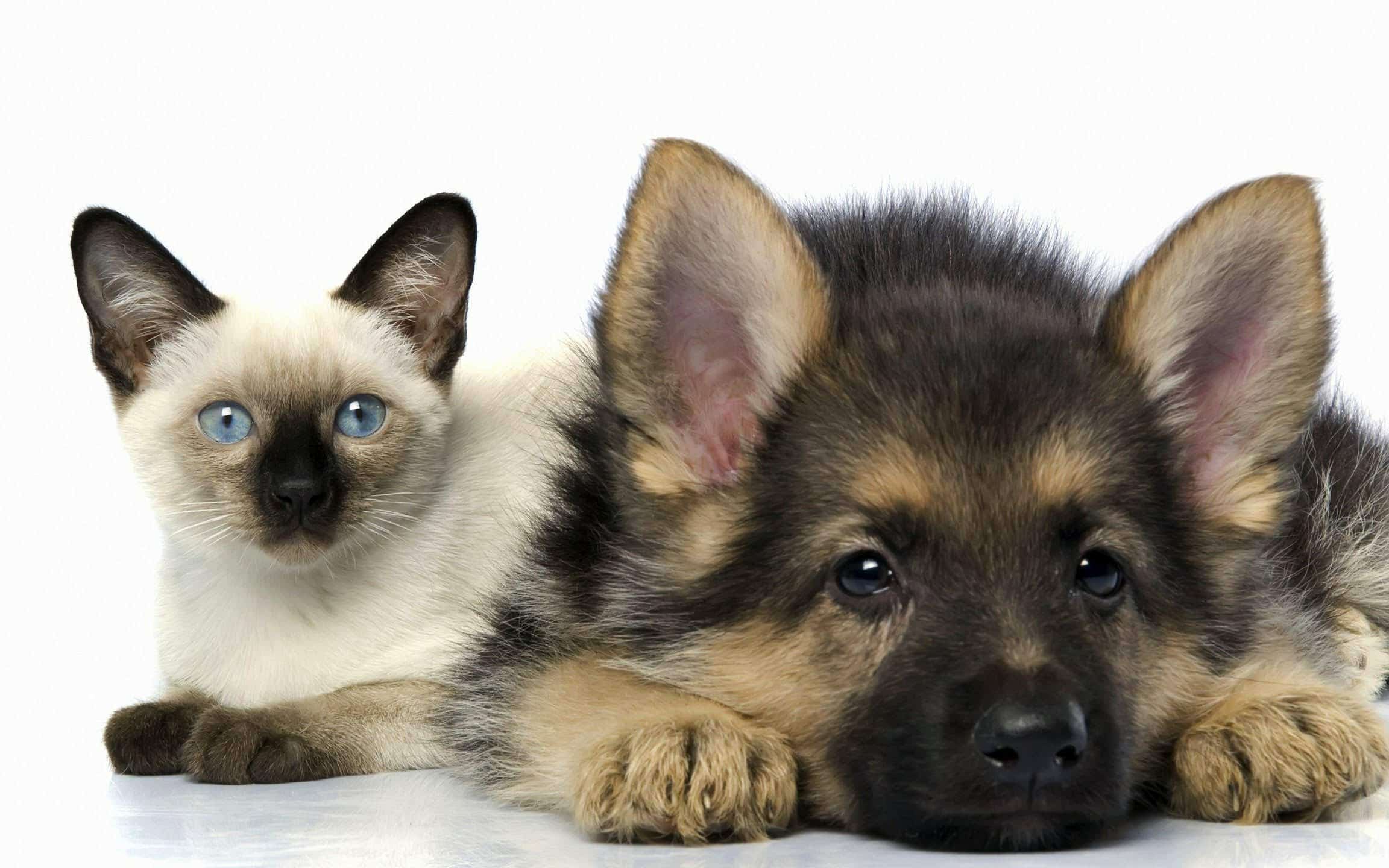 wallpaper et fond d'écran chien chat animaux