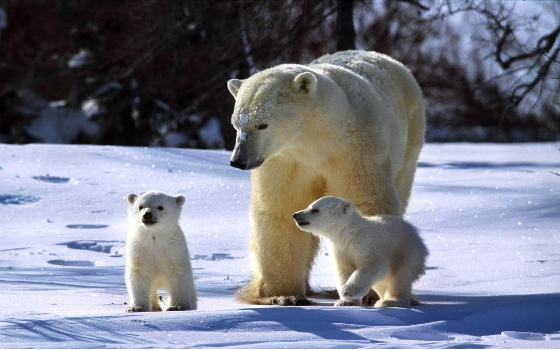 wallpaper et fond d'écran ours blanc et oursons ours polaires Bear neige nature baby