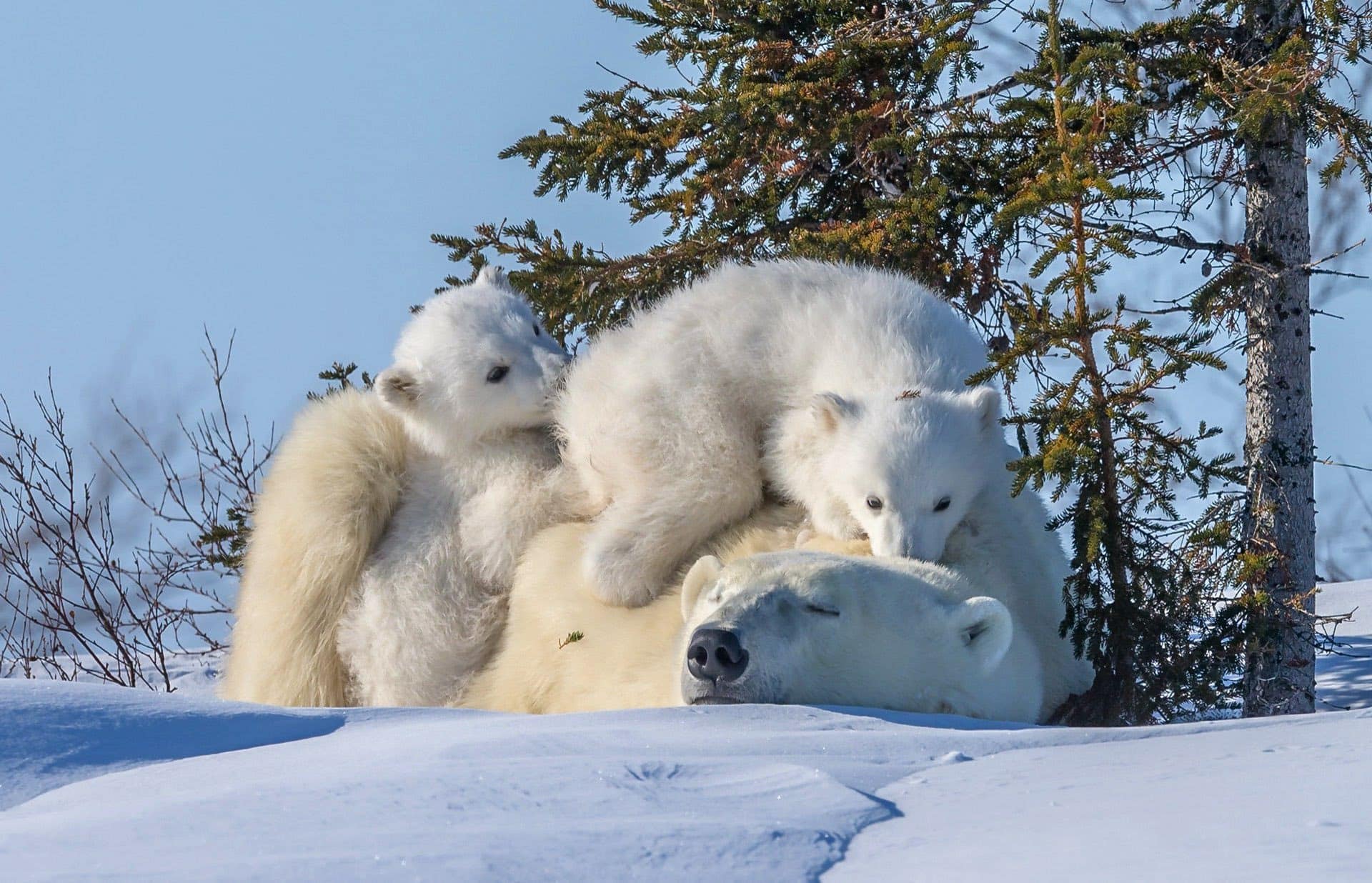 wallpaper et fond d'écran ours blanc animaux