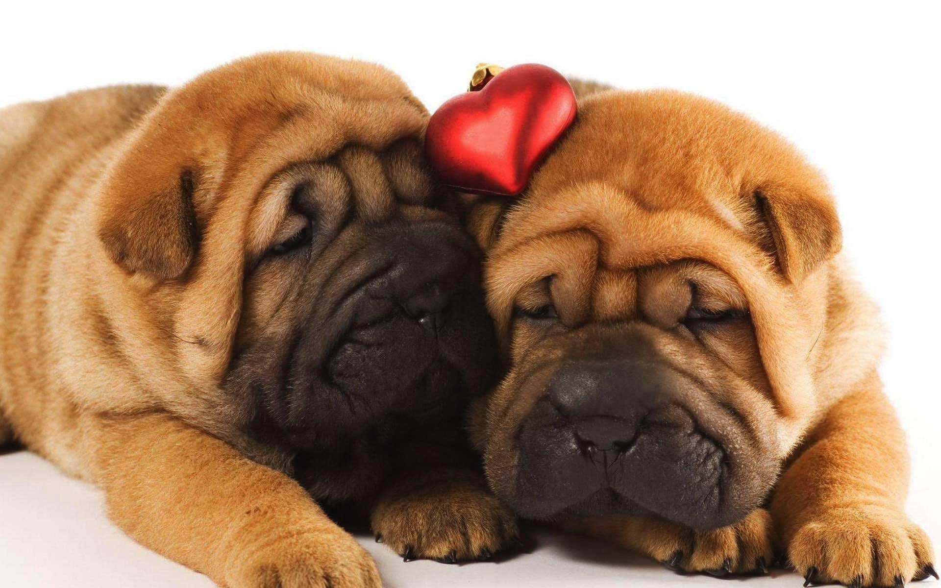 wallpaper et fond d'écran chiens animaux dormir