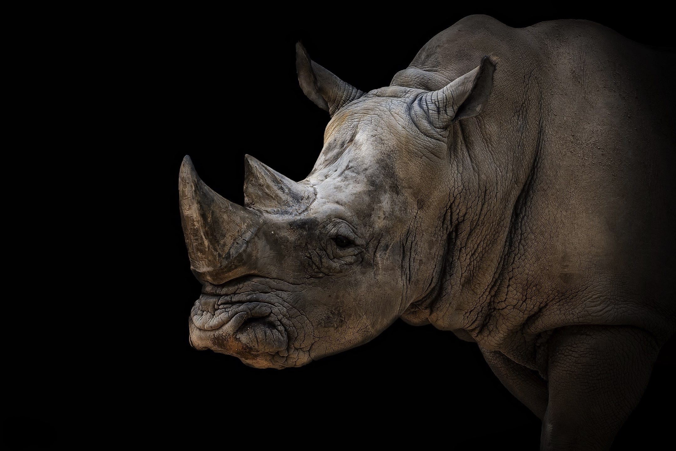 wallpaper et fond d'écran rhinocéros animaux