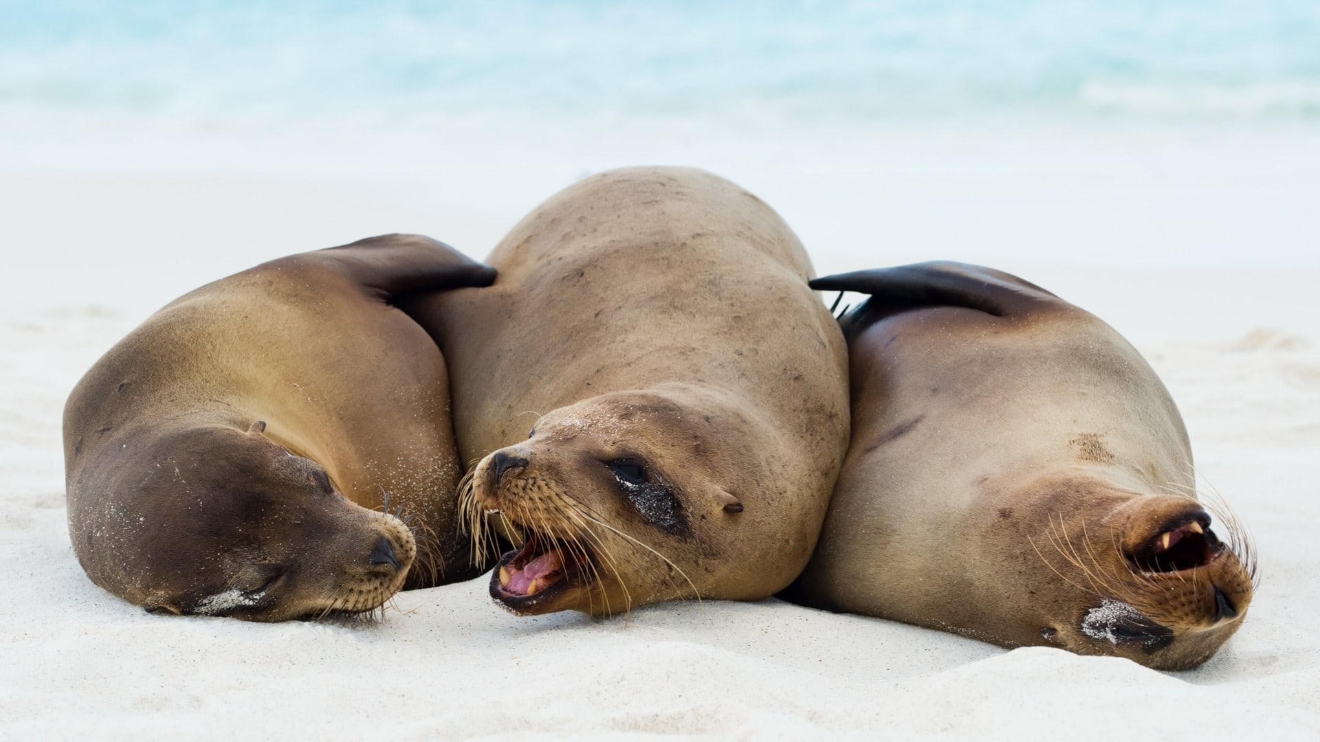 wallpaper et fond d'écran animaux otaries