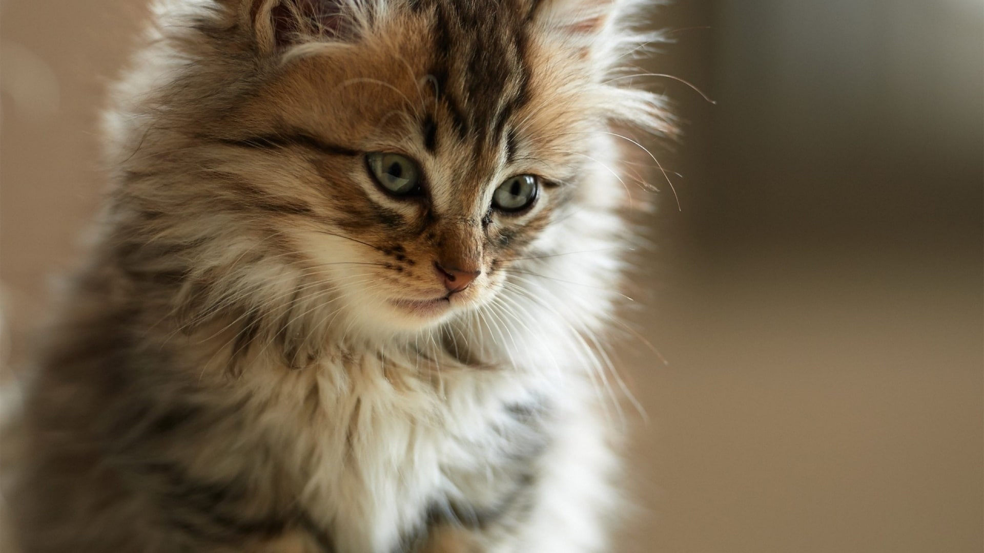 wallpaper et fond d'écran chat animaux