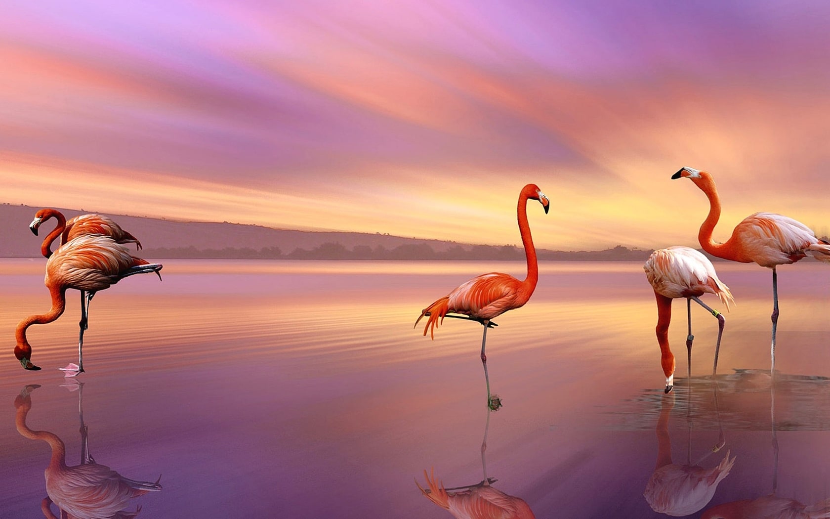 wallpaper et fond d'écran nature flamants rose animaux