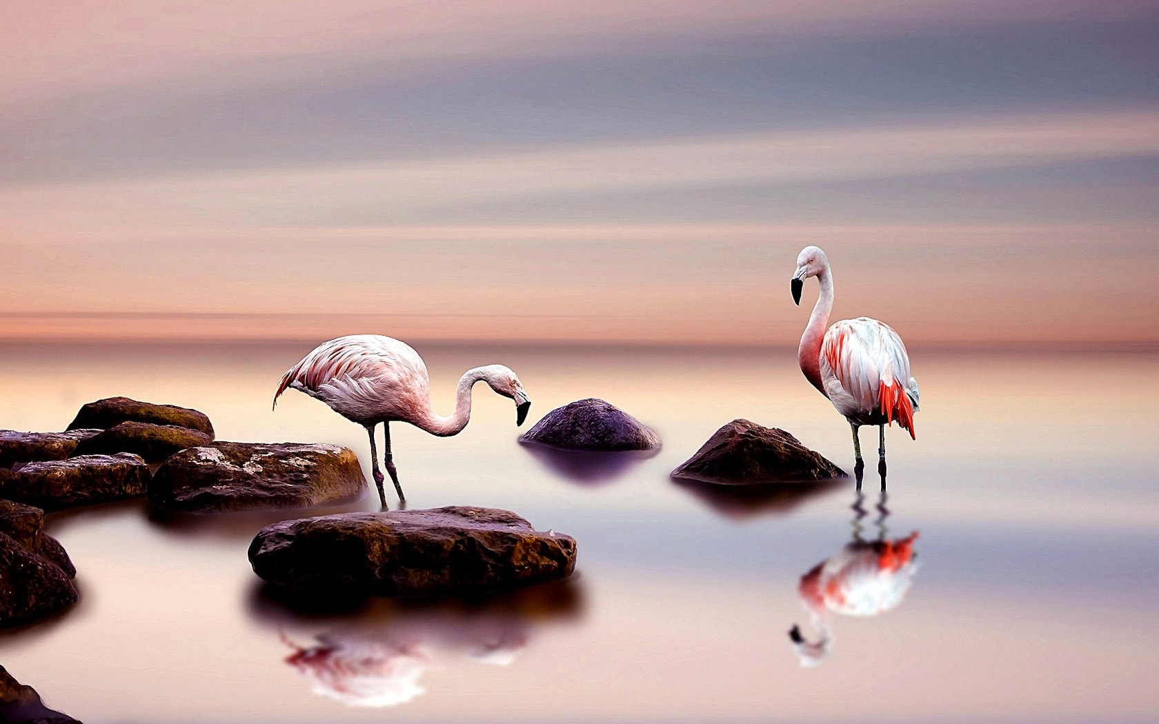 wallpaper et fond d'écran flamants rose nature