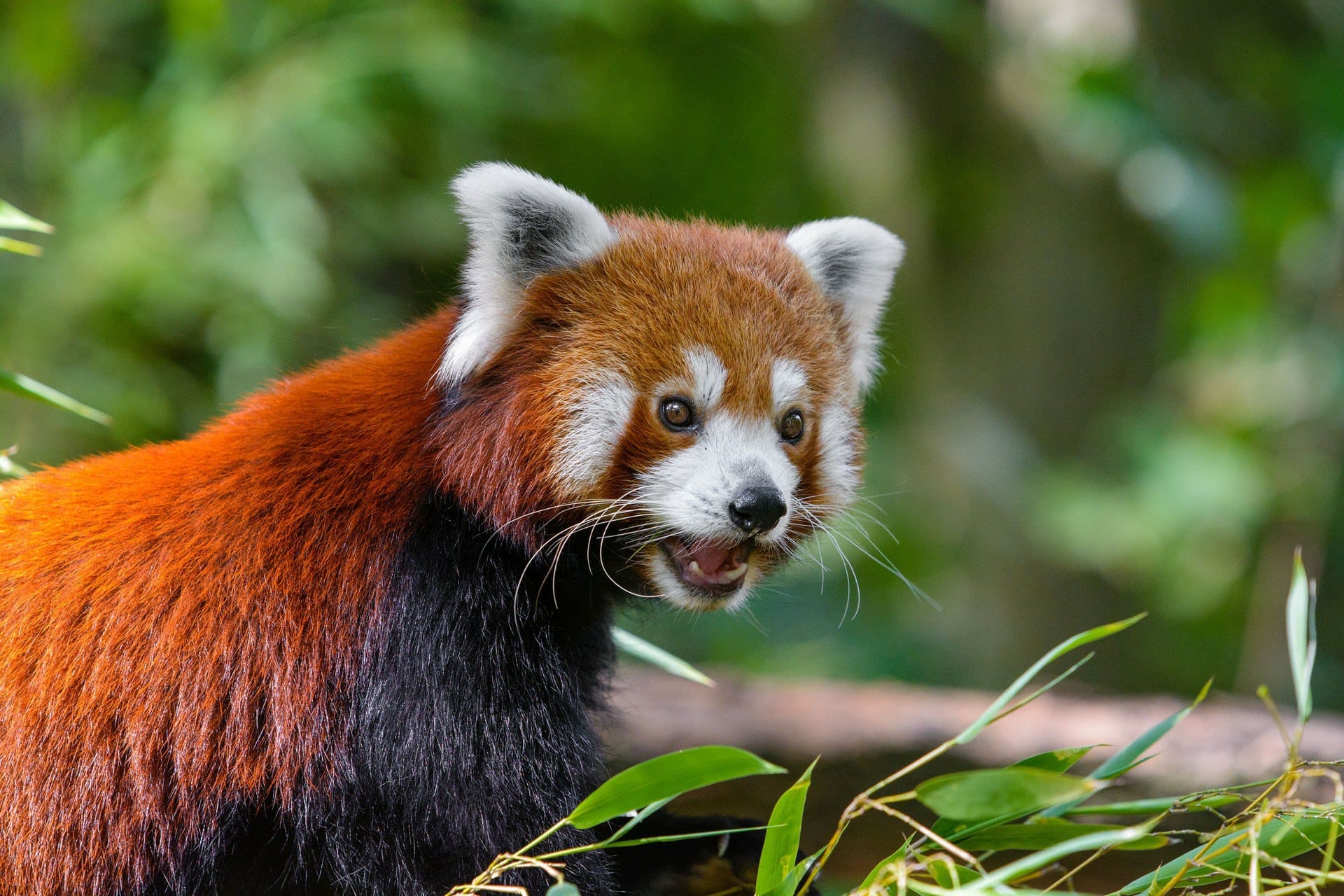 wallpaper et fond d'écran animaux panda roux