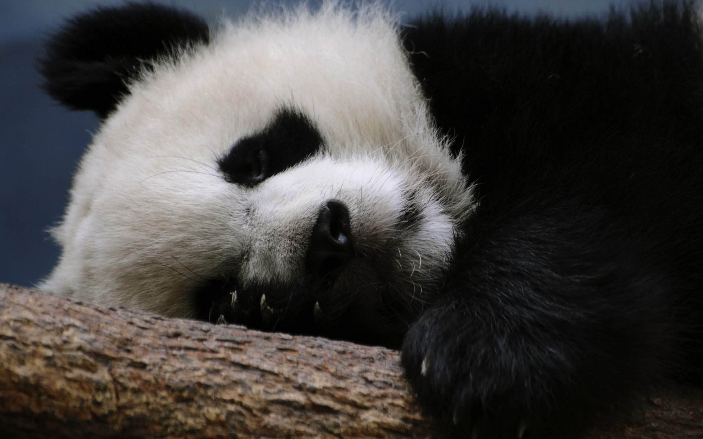 wallpaper et fond d'écran animaux panda