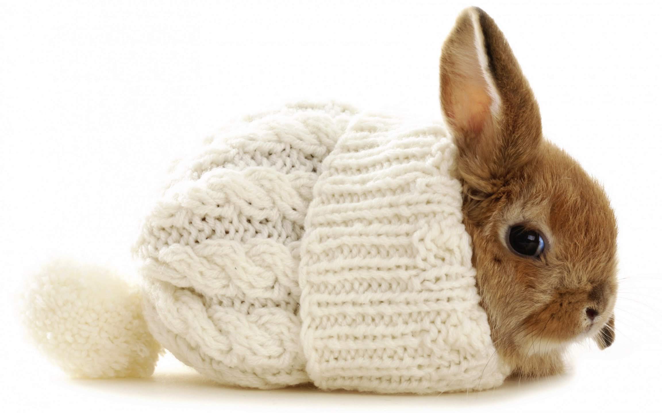 wallpaper et fond d'écran lapin bonnet