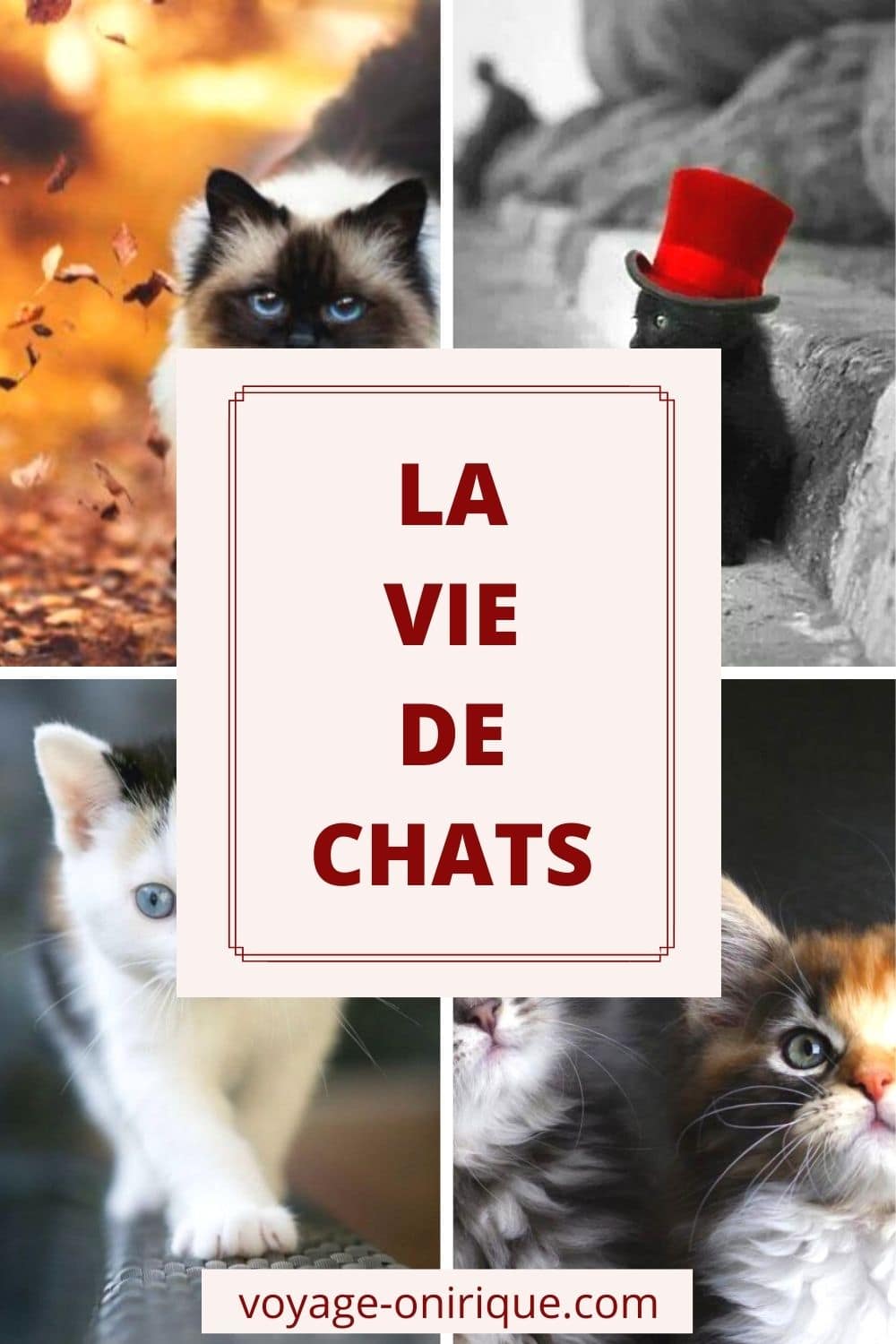 La vie de chats
