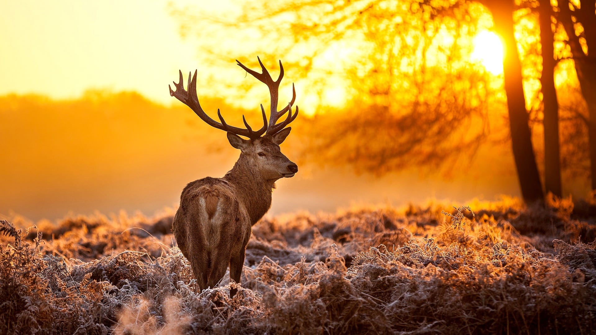 wallpaper et fond d'écran cerf nature