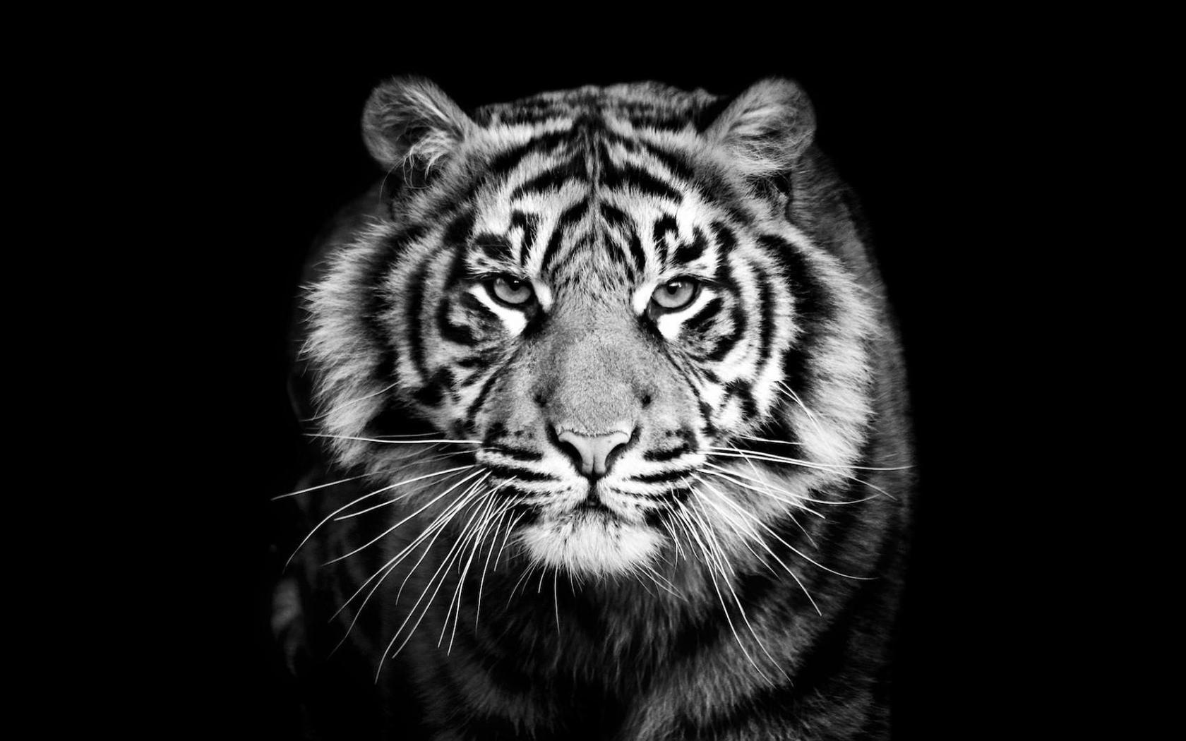 wallpaper et fond d'écran animaux tigre