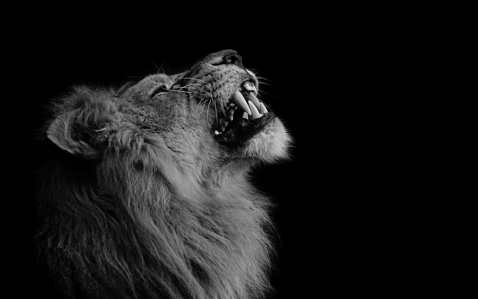 wallpaper et fond d'écran lion animals portrait animaux félin feline rugir noir et blanc