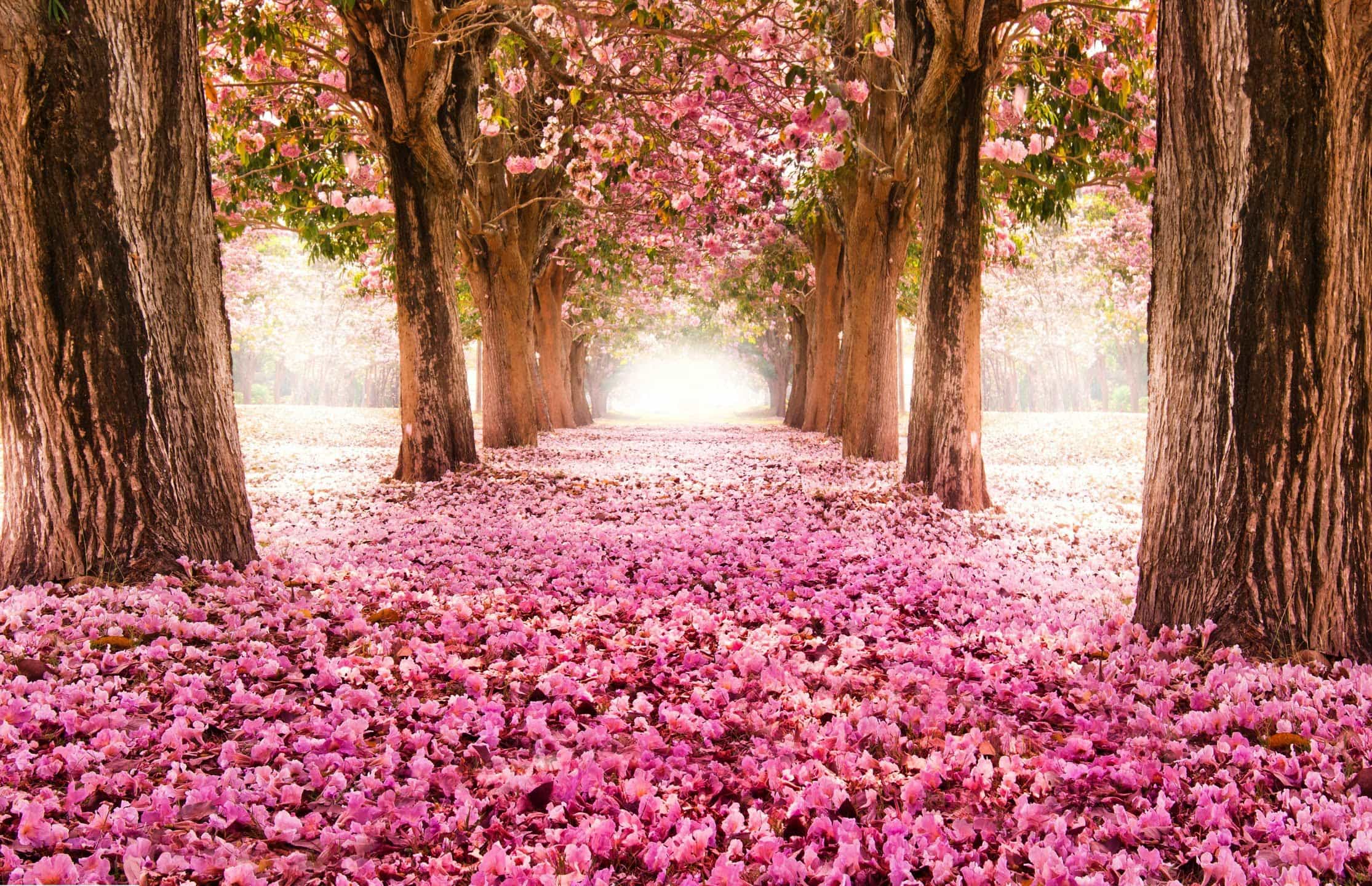 wallpaper et fond d'écran nature rose feuilles