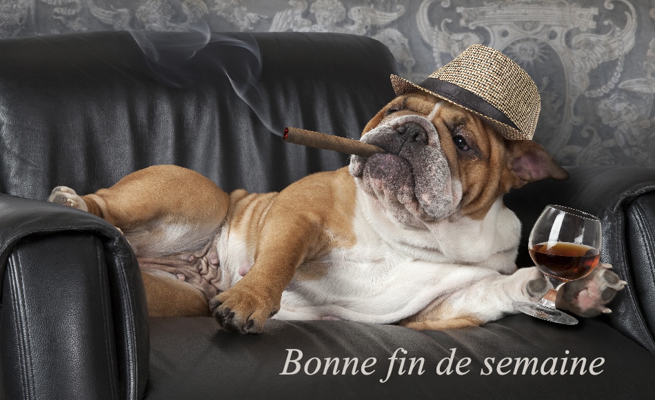 wallpaper et fond d'écran chien relax cool