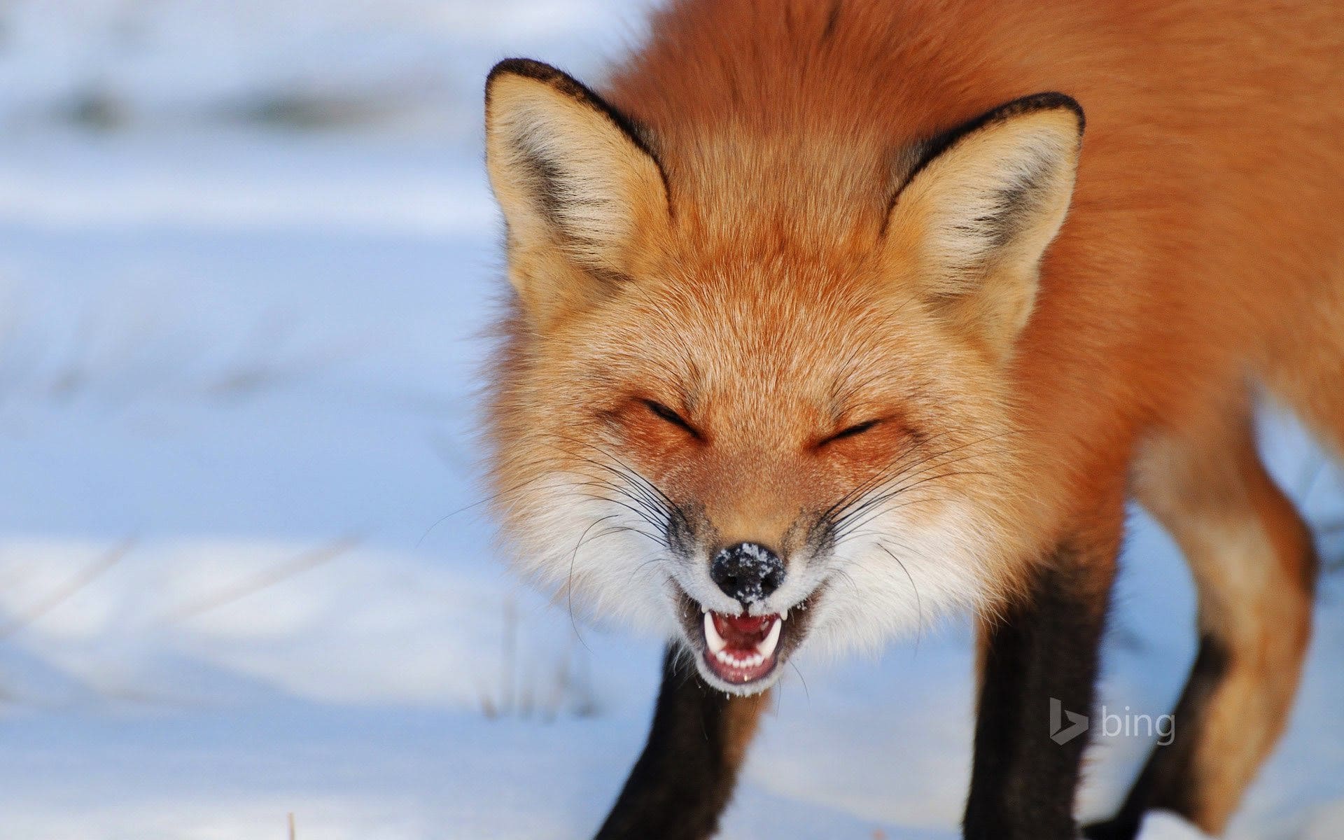 wallpaper et fond d'écran renard animaux