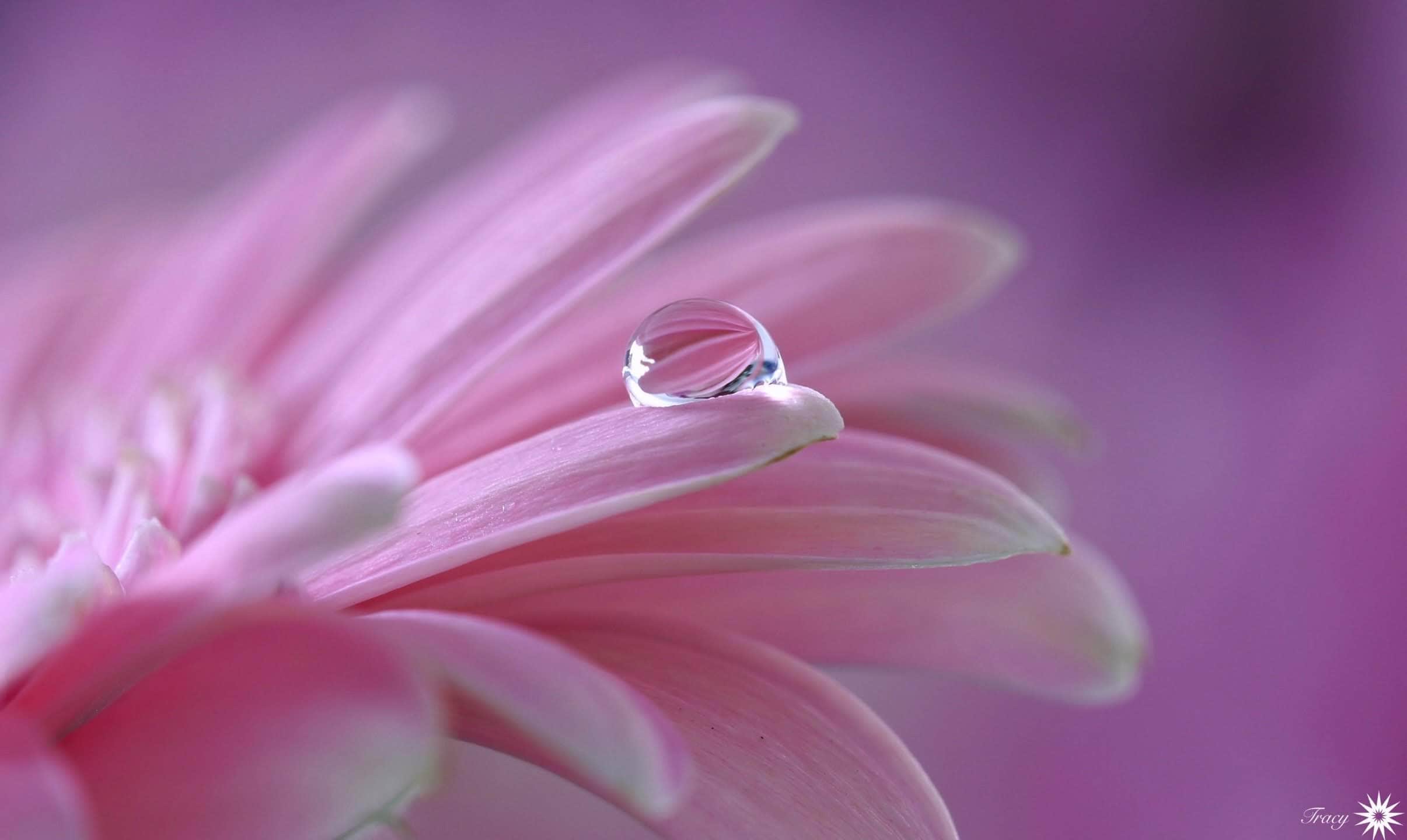 wallpaper et fond d'écran fleurs pétales goutte