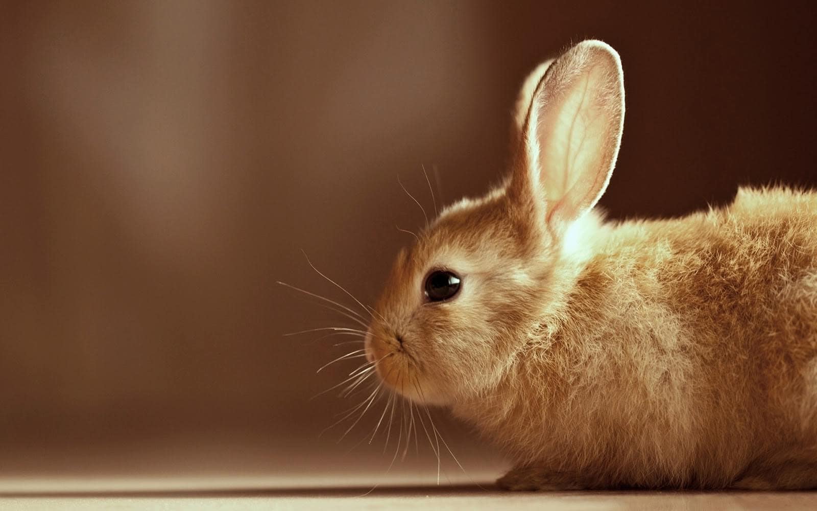wallpaper et fond d'écran animal lapin