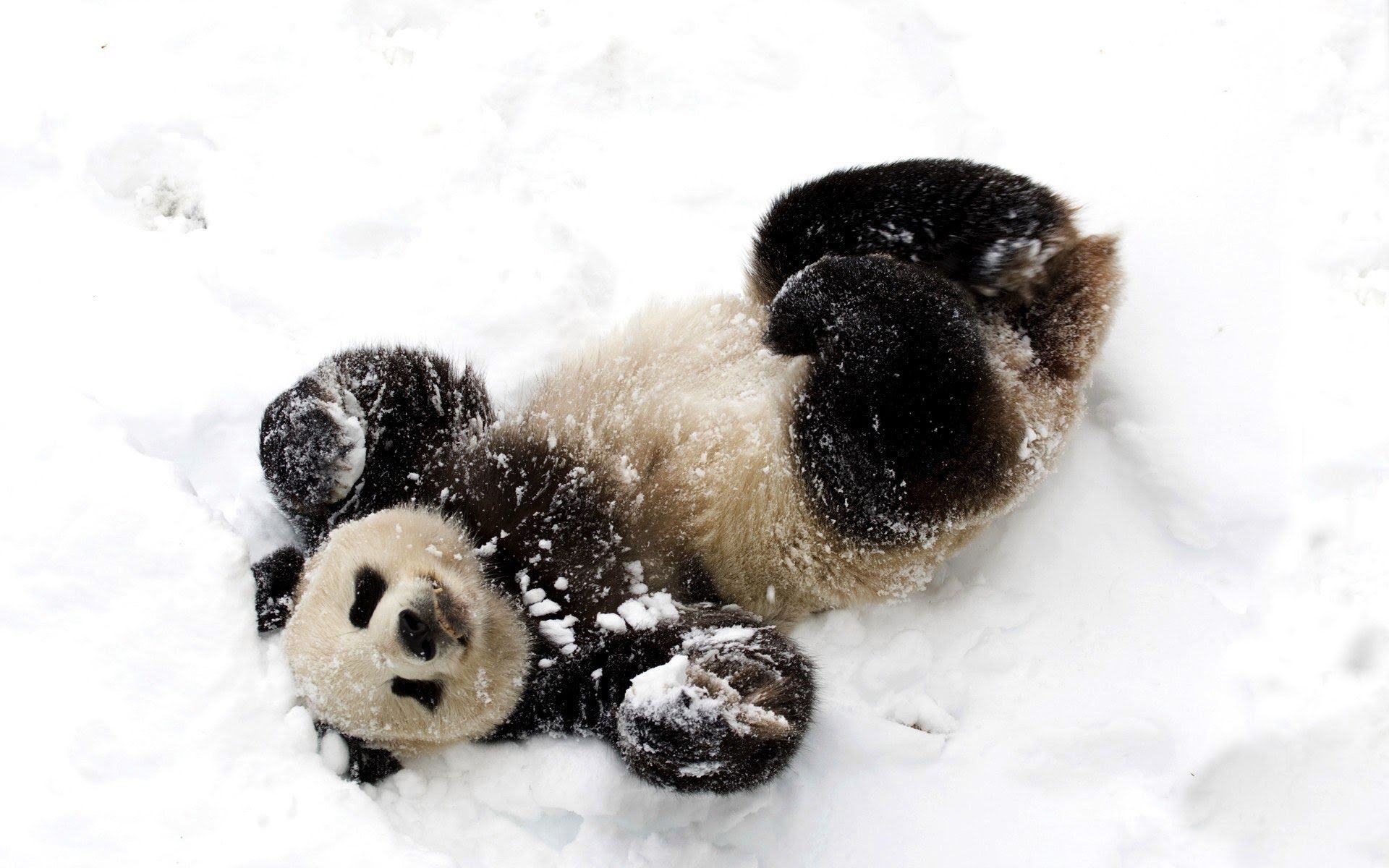 wallpaper et fond d'écran animaux panda neige