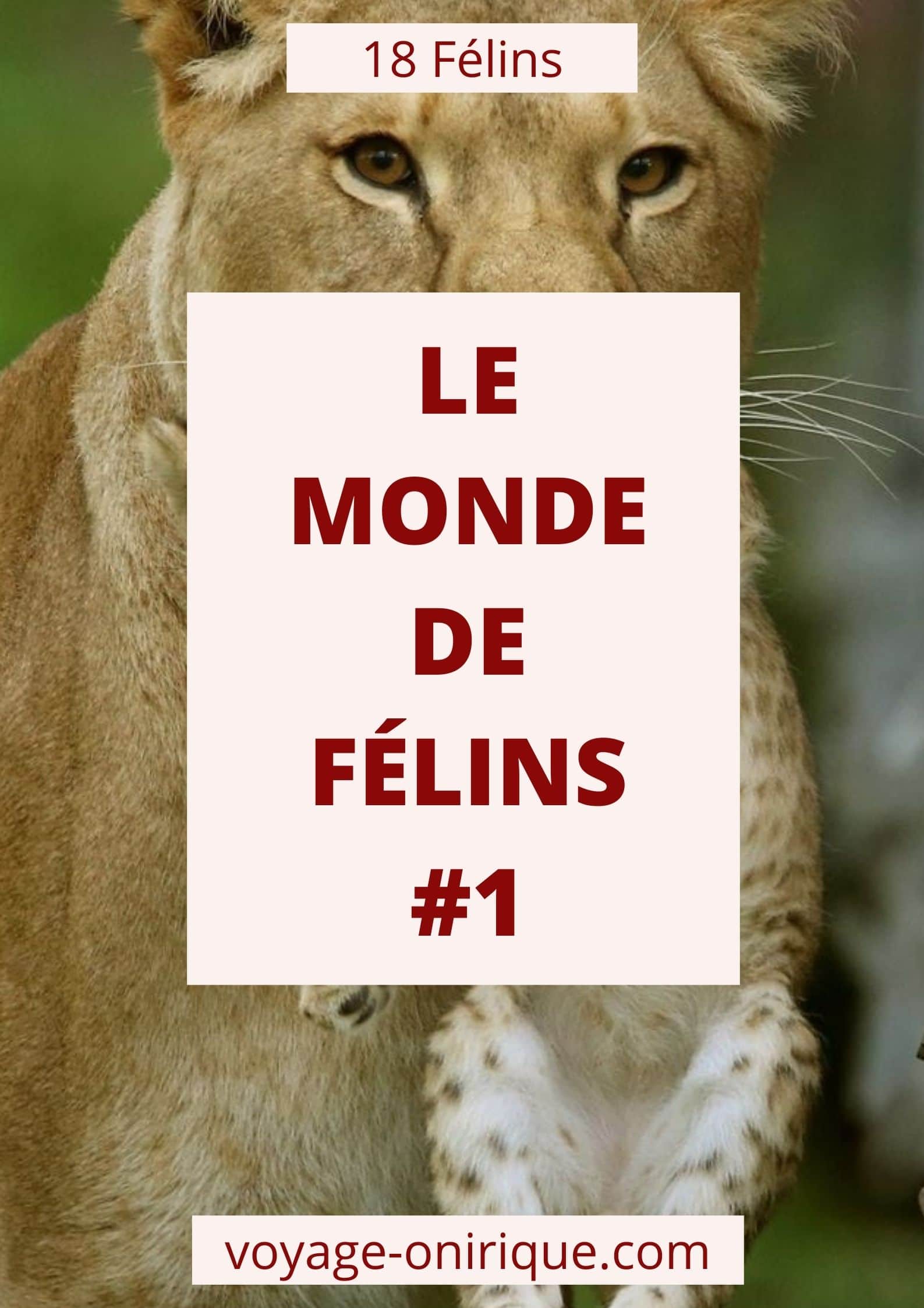 Le Monde de Félins fauve animals animaux lion lionne puma panthère sauvage beau beautiful