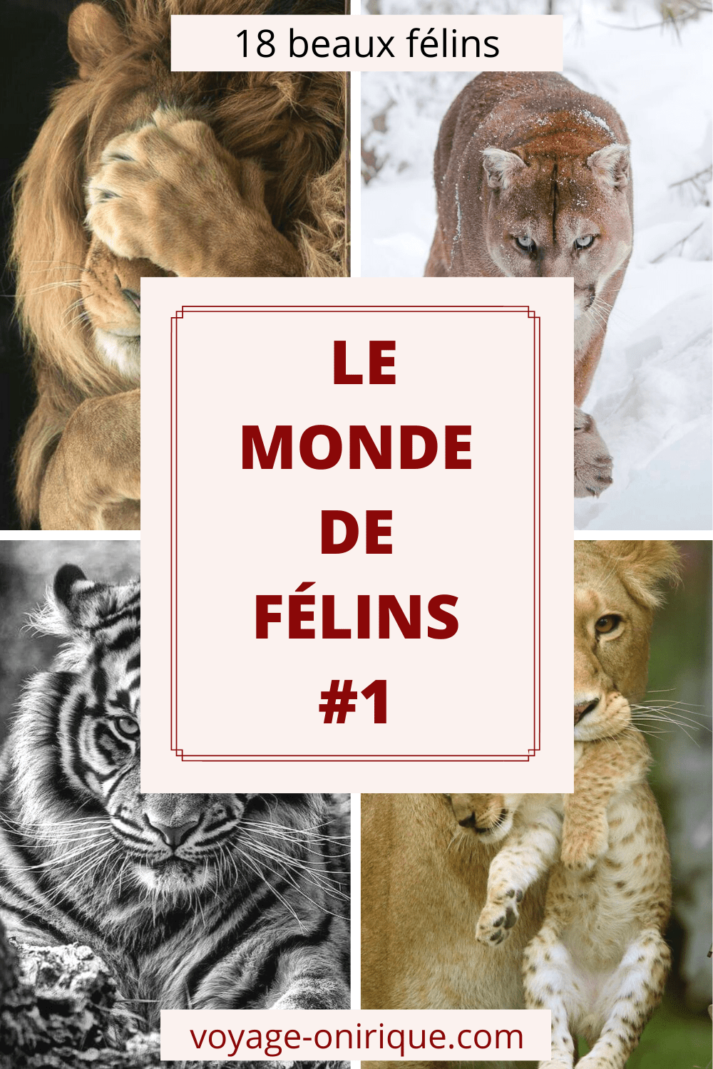 Le Monde de félins #1