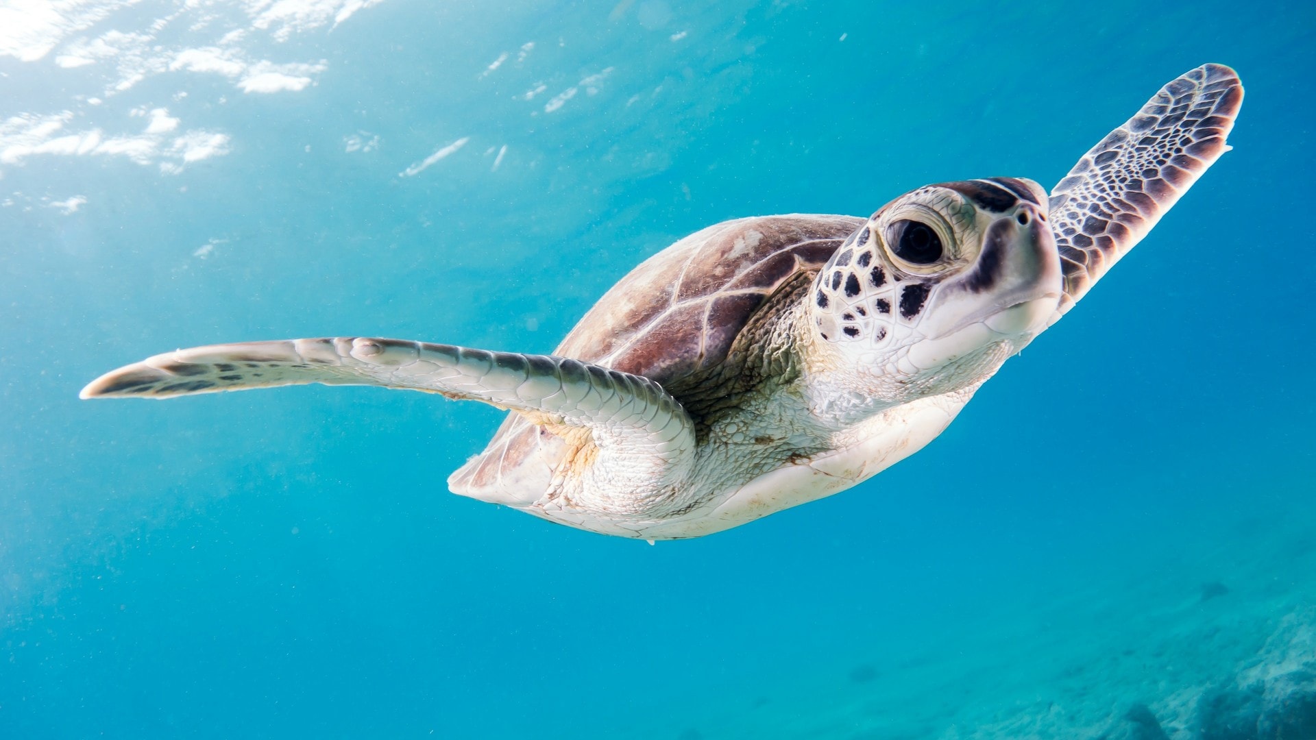 wallpaper et fond d'écran tortue mer animaux