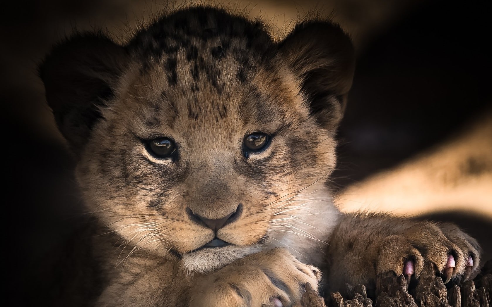 wallpaper et fond d'écran bébé tigre animals félin baby tiger animaux mignon cute