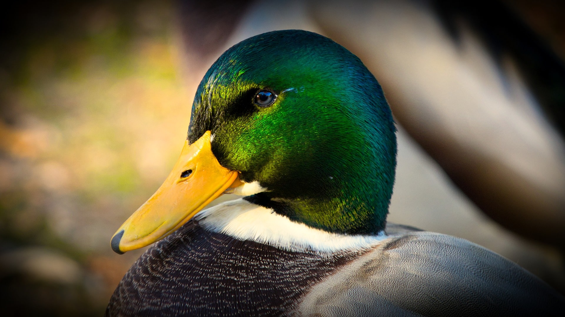 wallpaper et fond d'écran canard animal
