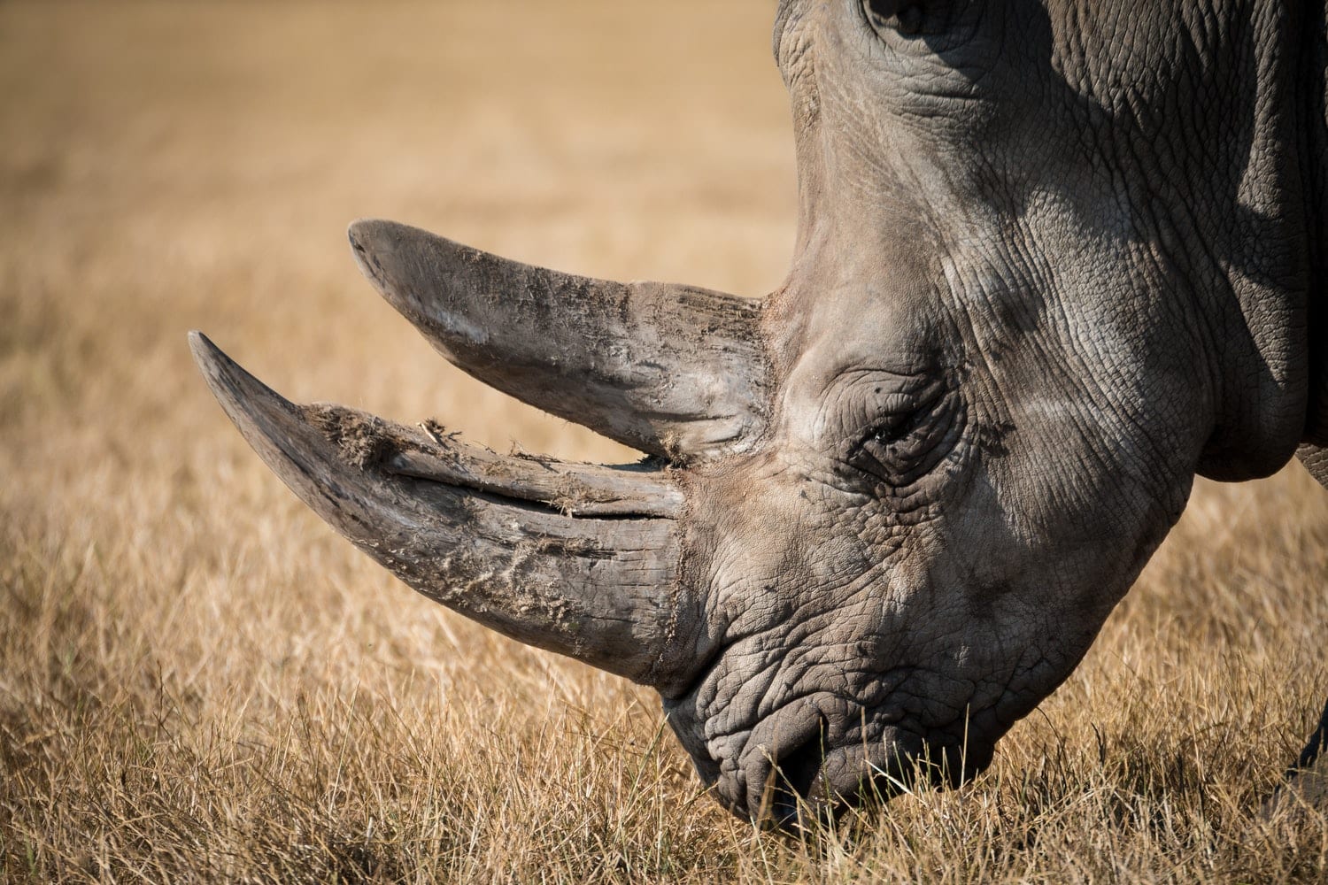 wallpaper et fond d'écran animaux rhinocéros