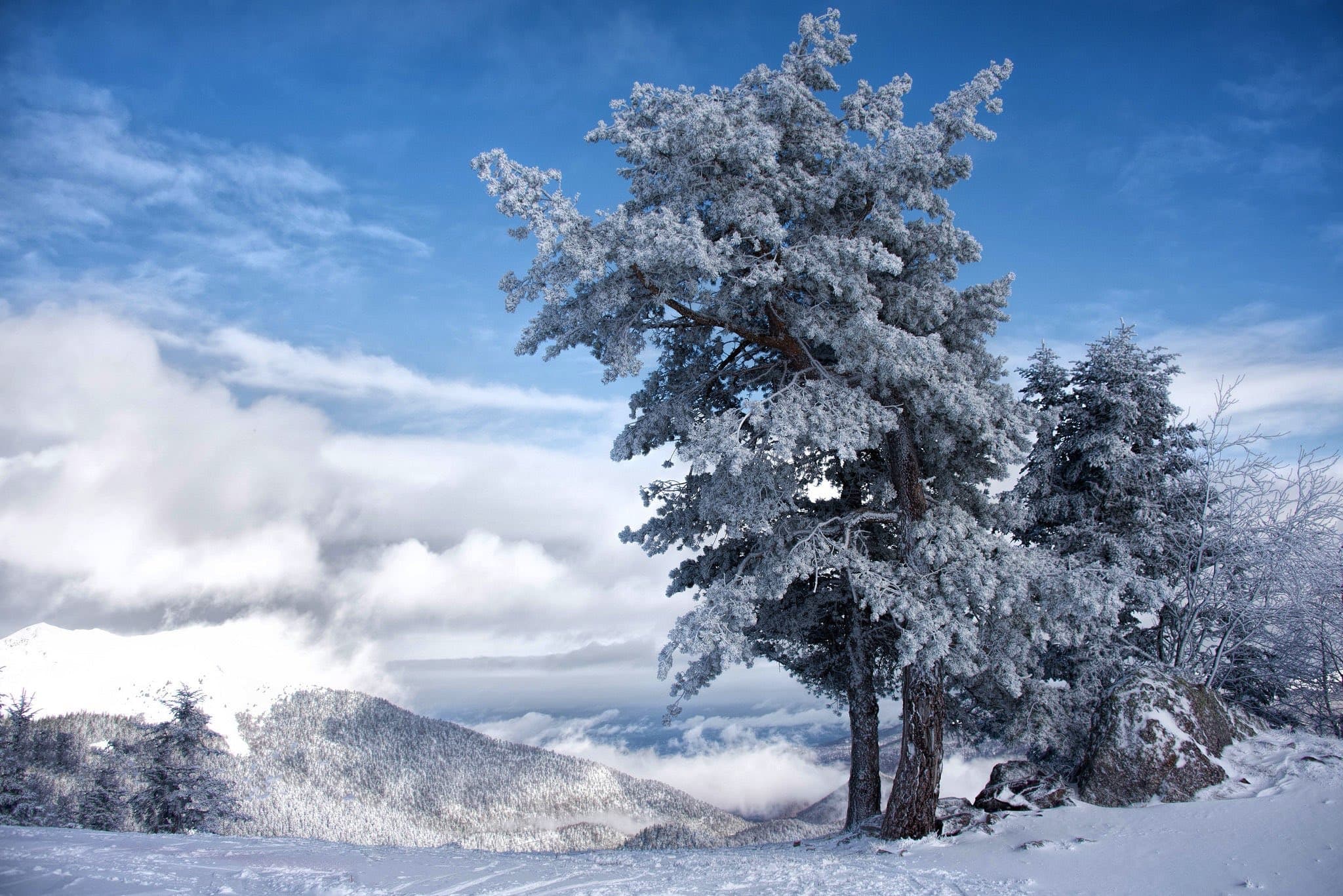 wallpaper et fond d'écran hiver nature