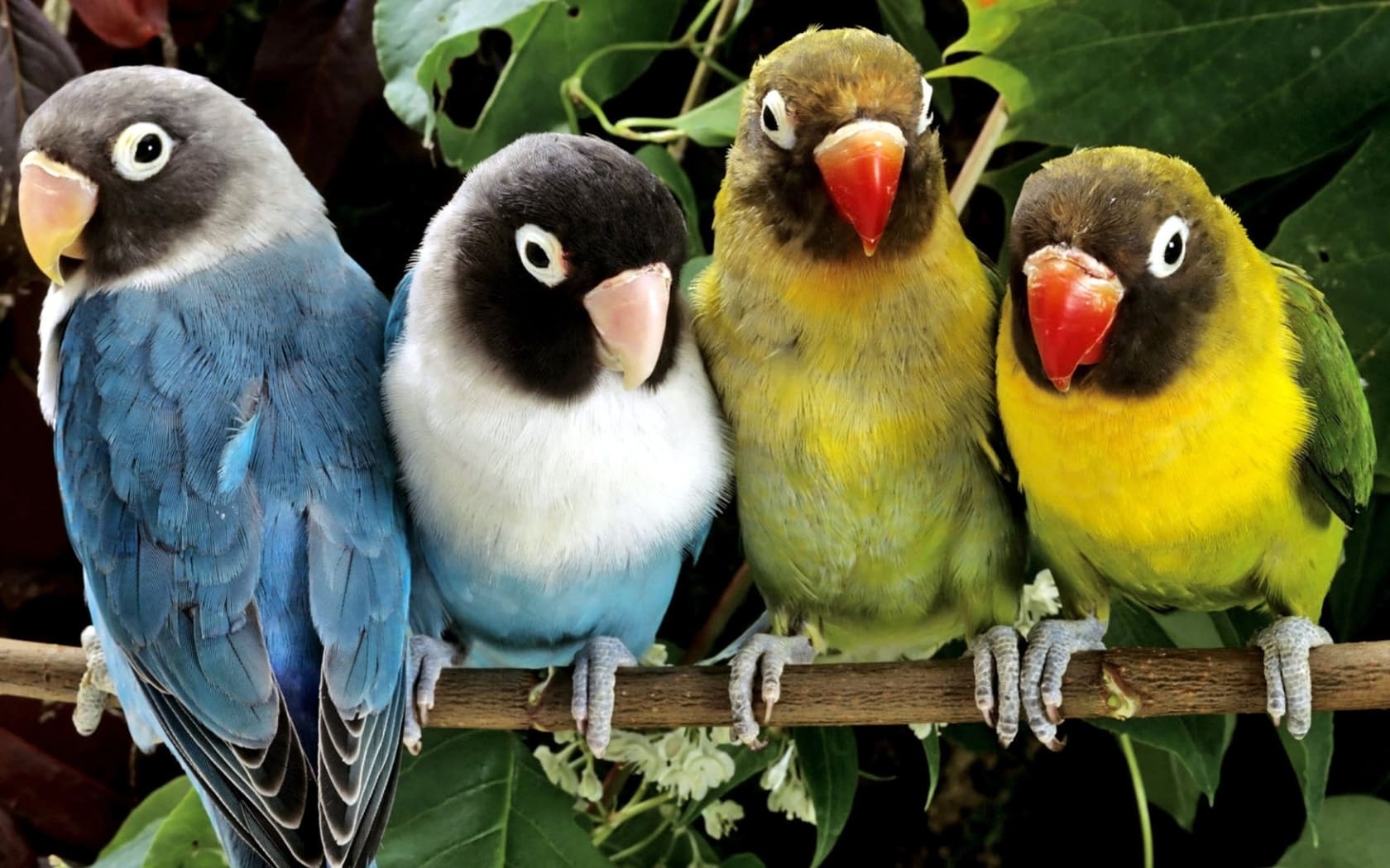 wallpapers et fonds d'écran oiseaux animaux