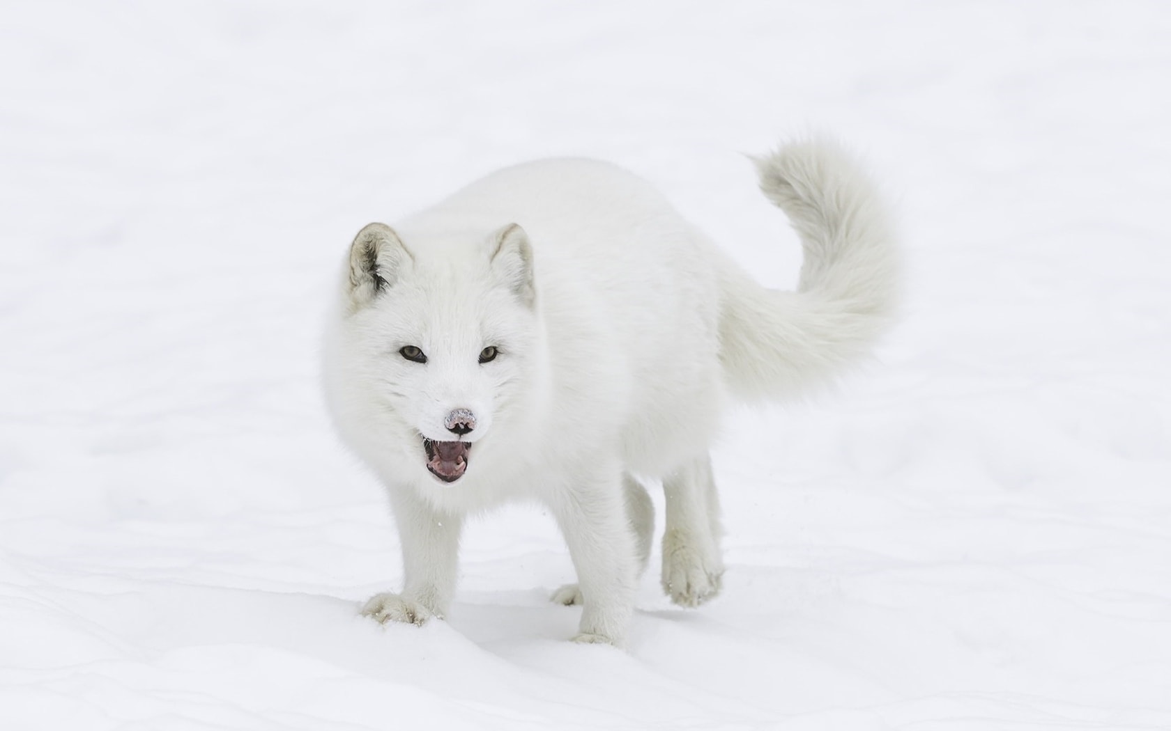 wallpaper et fond d'écran chien neige hiver