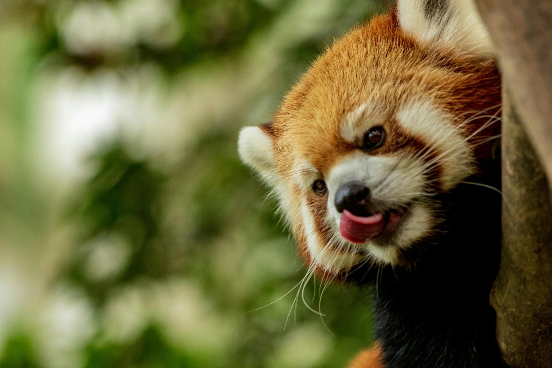 wallpaper et fond d'écran panda roux