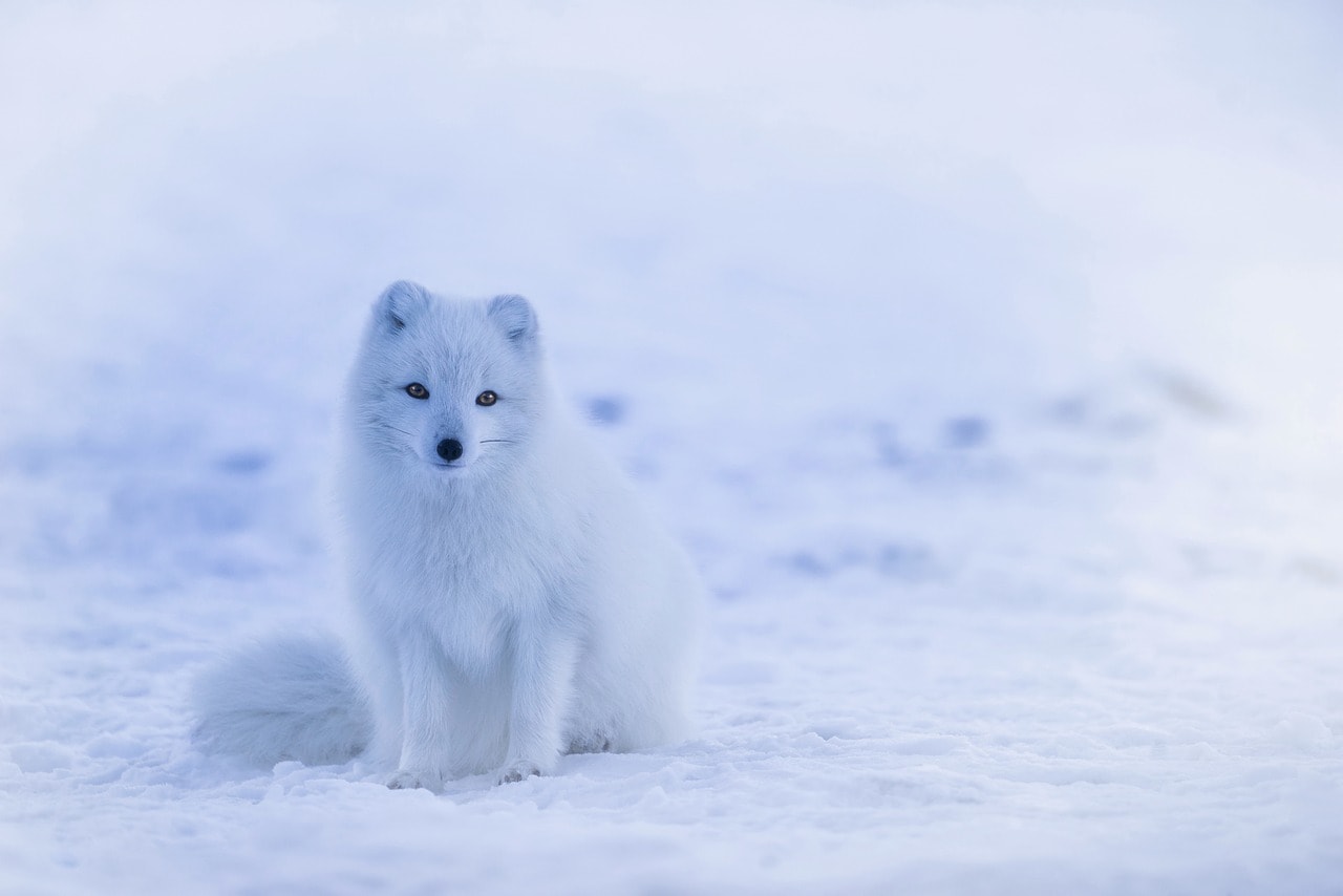 wallpaper et fonds d'écran chiens neige hiver