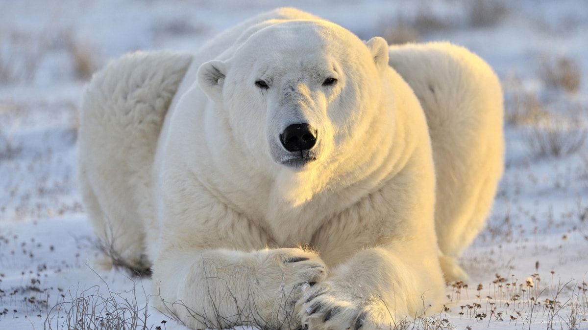 wallpaper et fond d'écran ours polaire animaux