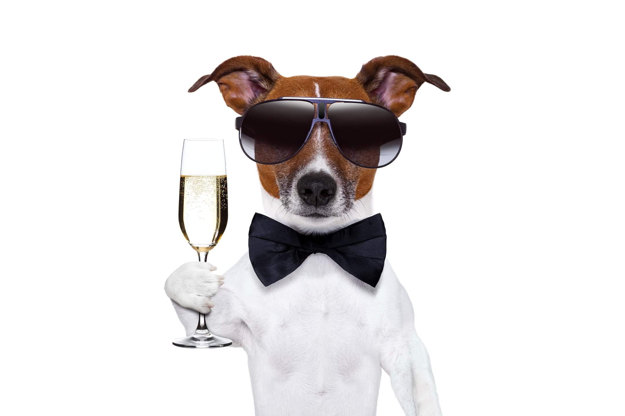 wallpaper et fond d'écran chien champagne humour