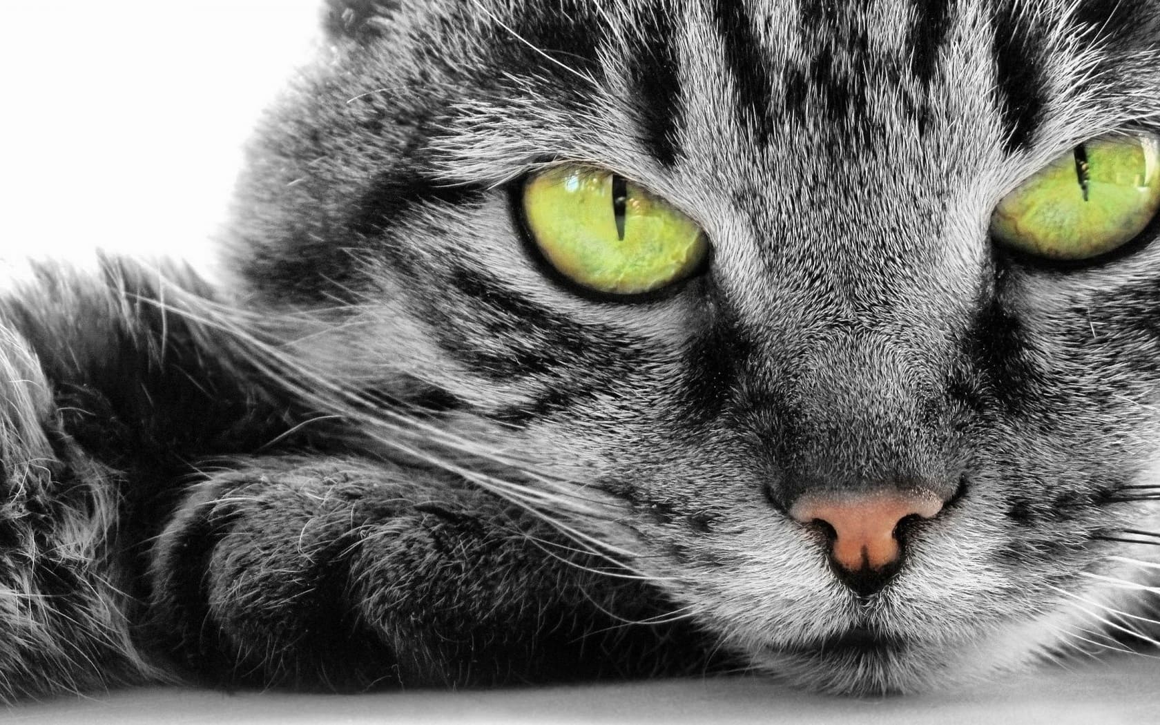 wallpaper et fond d'écran chat animaux