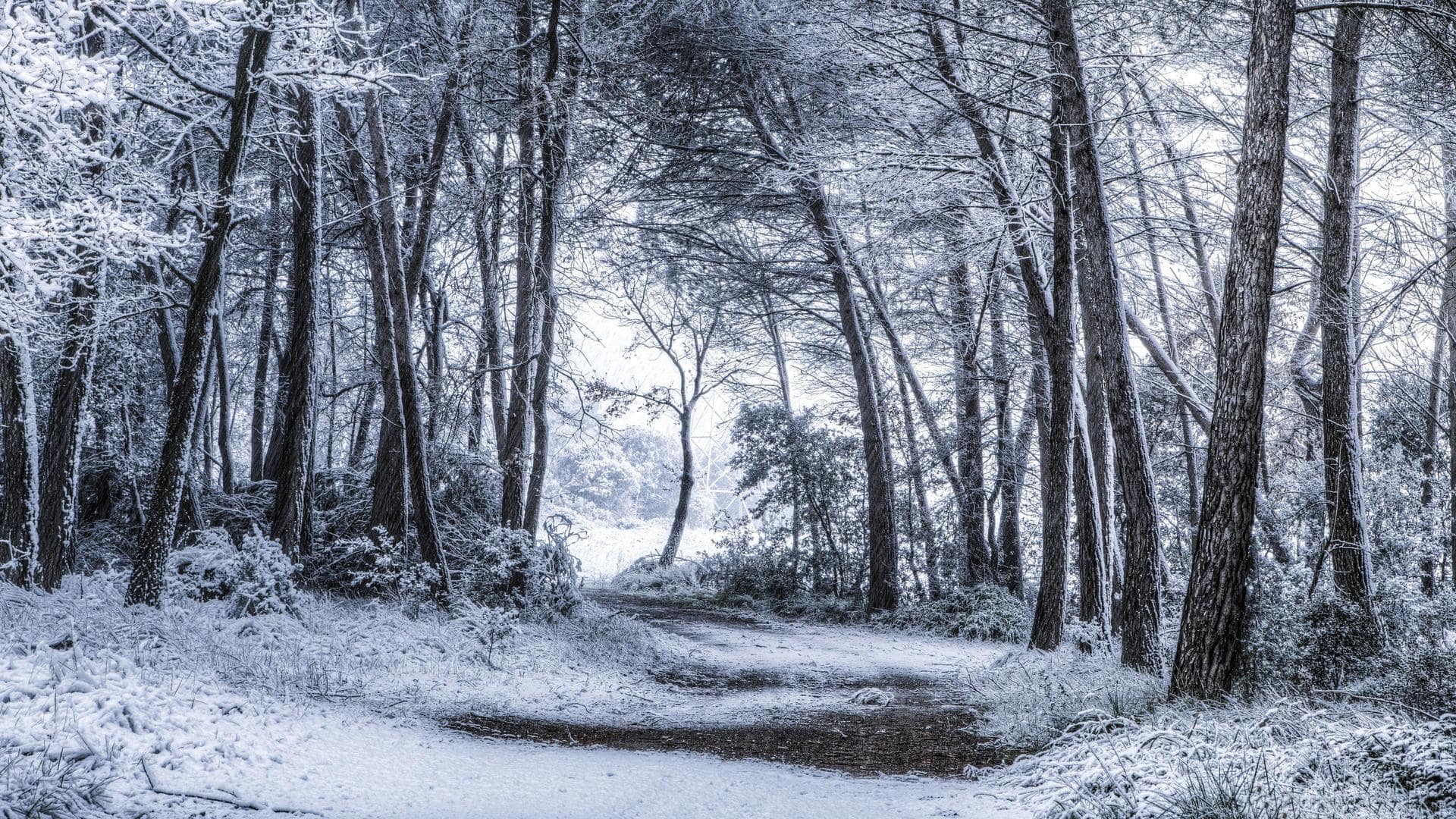 wallpaper et fond d'écran hiver neige nature