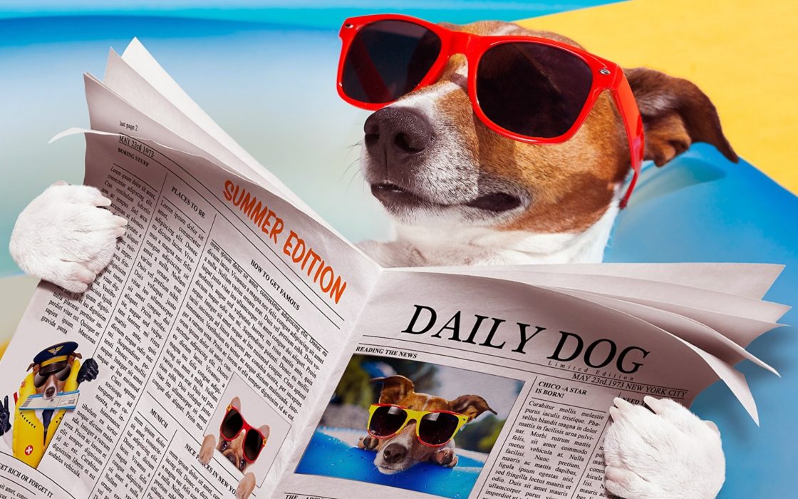 wallpaper et fond d'écran chien lecture humour
