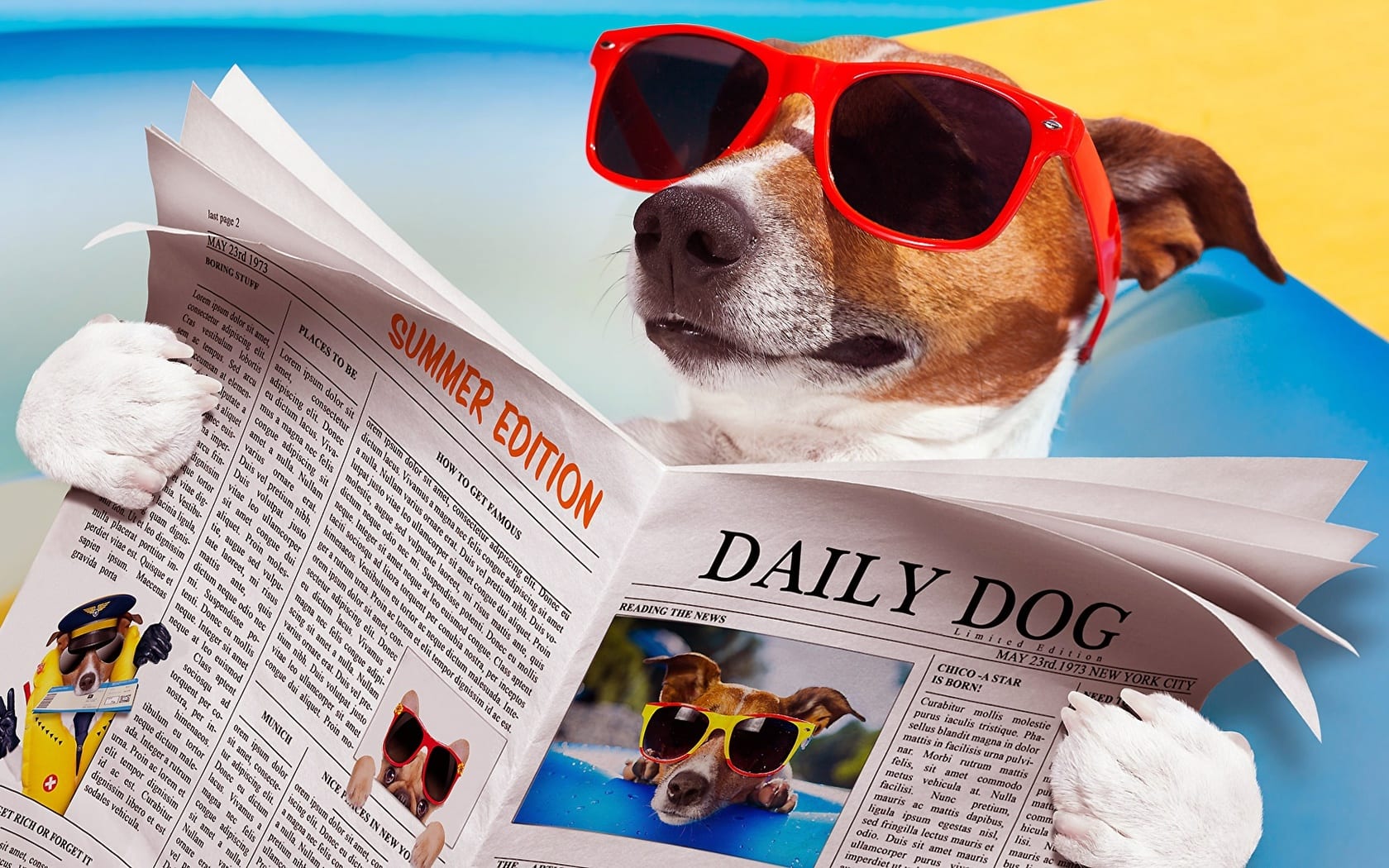 wallpaper et fond d'écran chien lecture humour