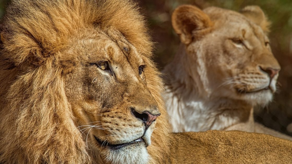 wallpaper et fond d'écran animaux félins lions