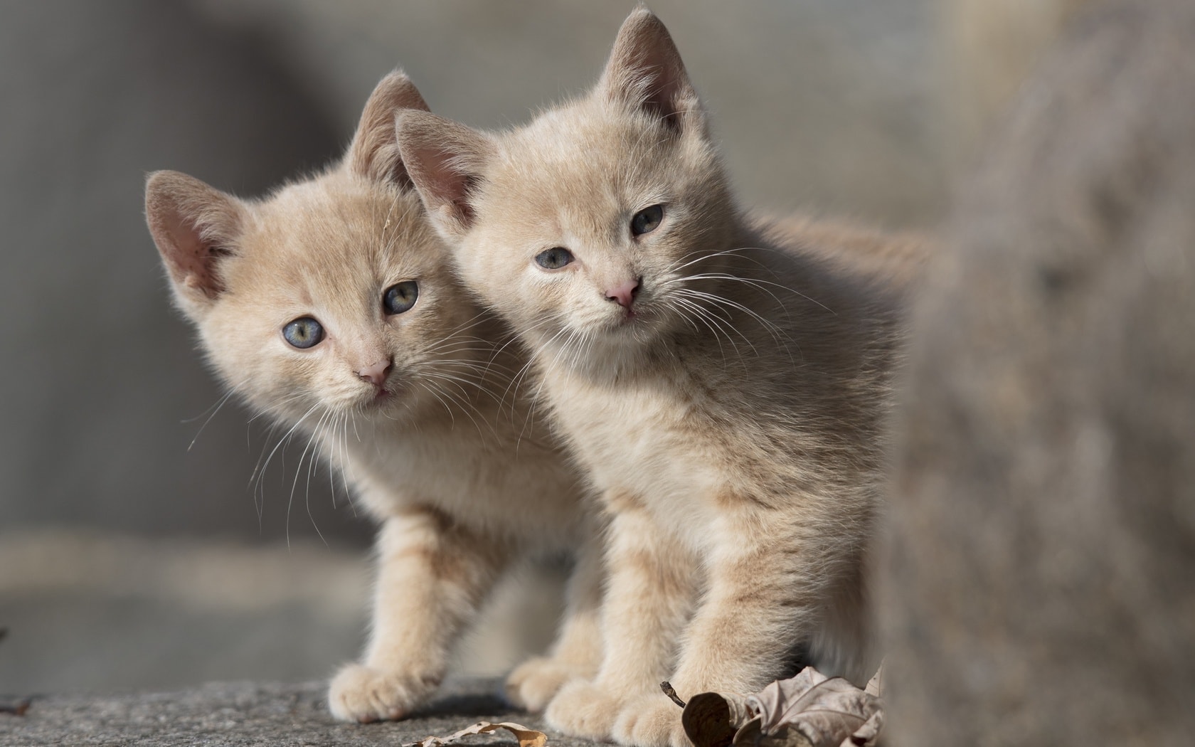 wallpaper et fond d'écran chatons animaux