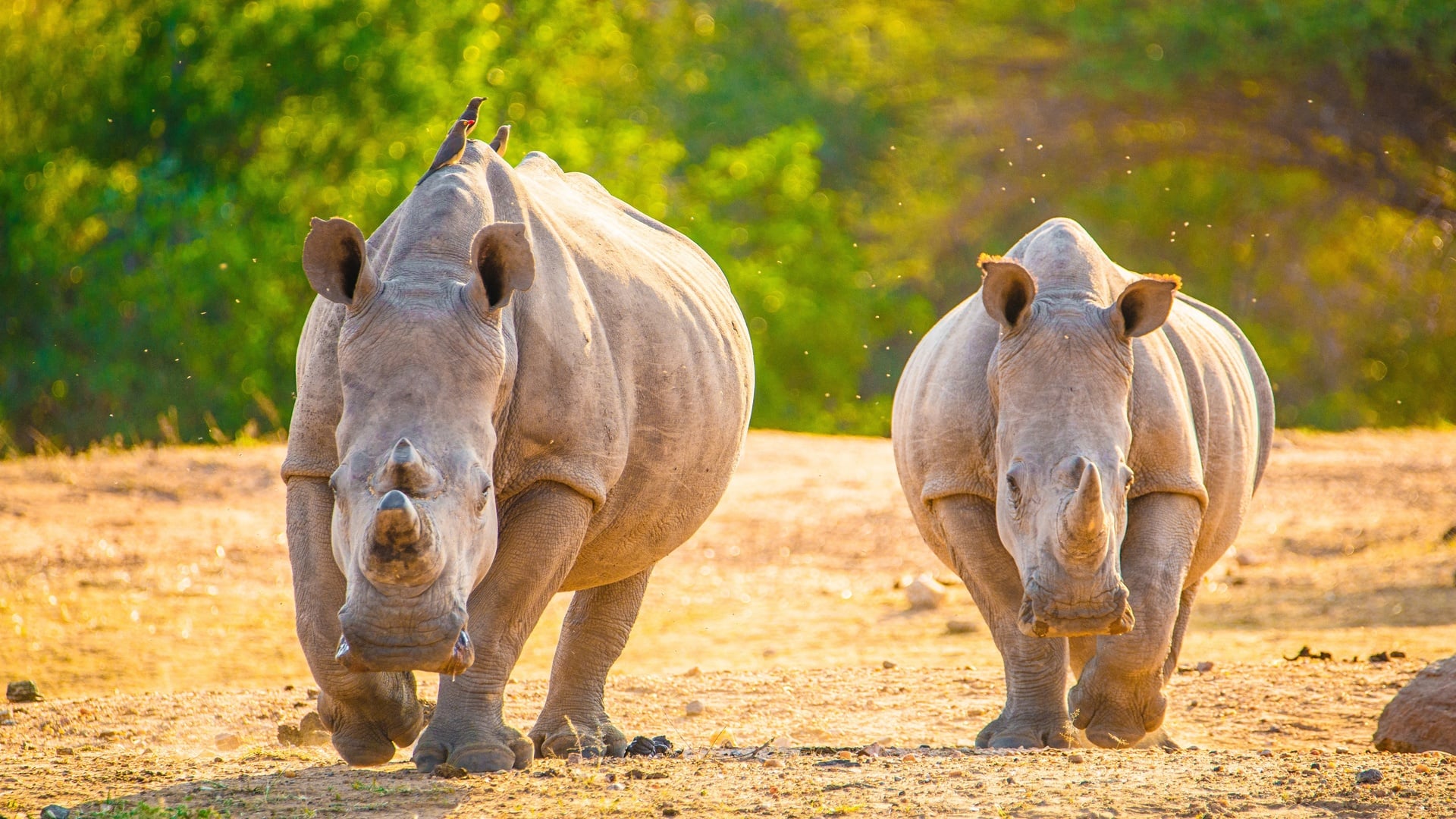 wallpaper et fond d'écran animaux rhinocéros
