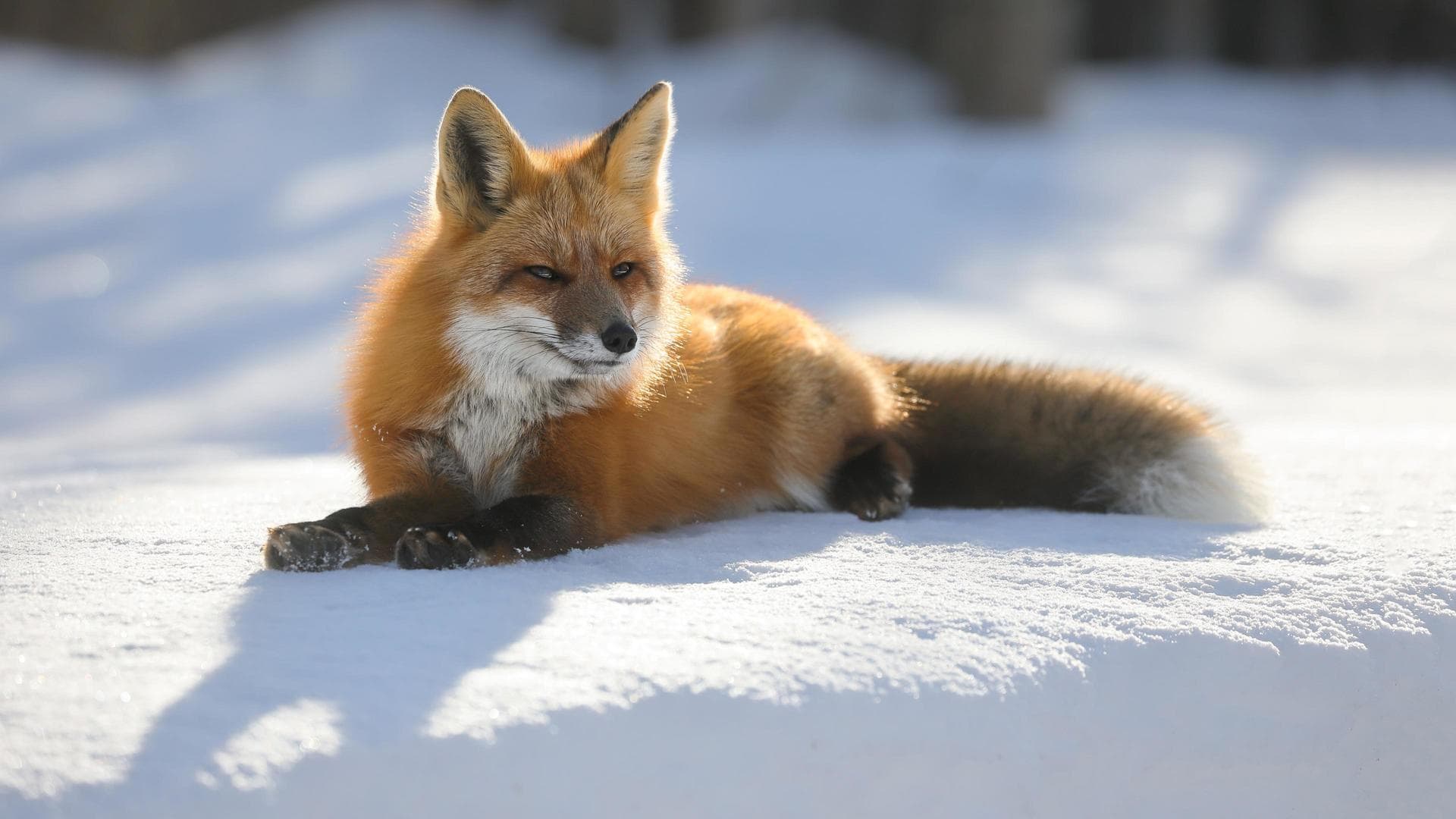 wallpaper et fond d'écran animaux renard neige
