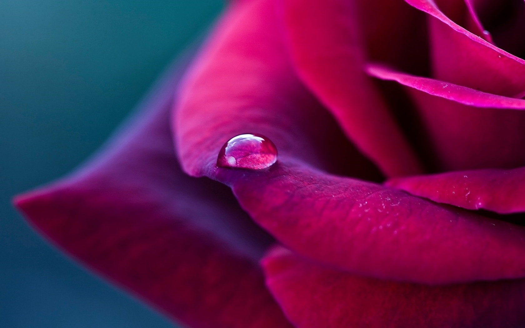 wallpaper et fond d'écran fleur rose macro