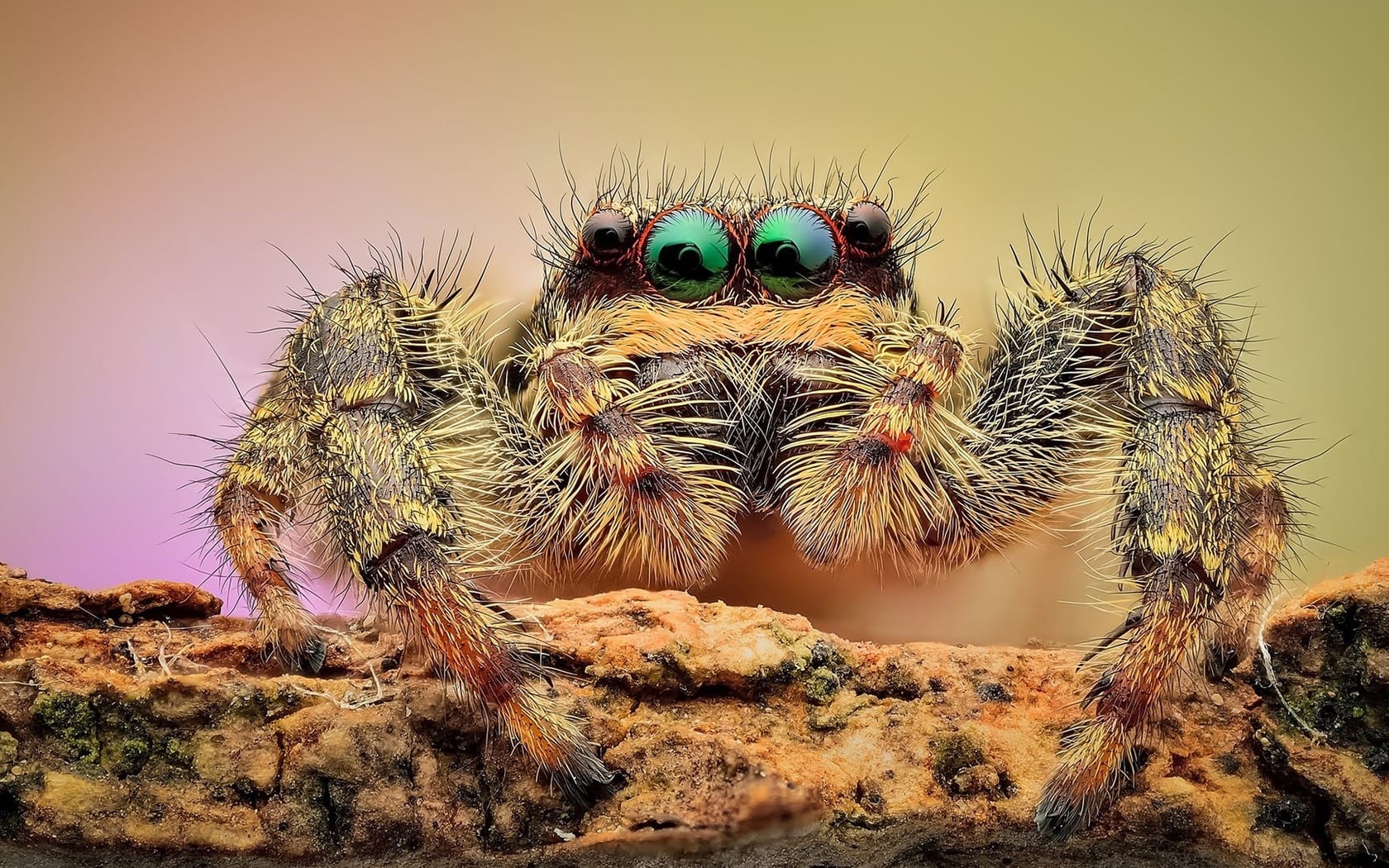 wallpaper et fond d'écran araignée animal insecte