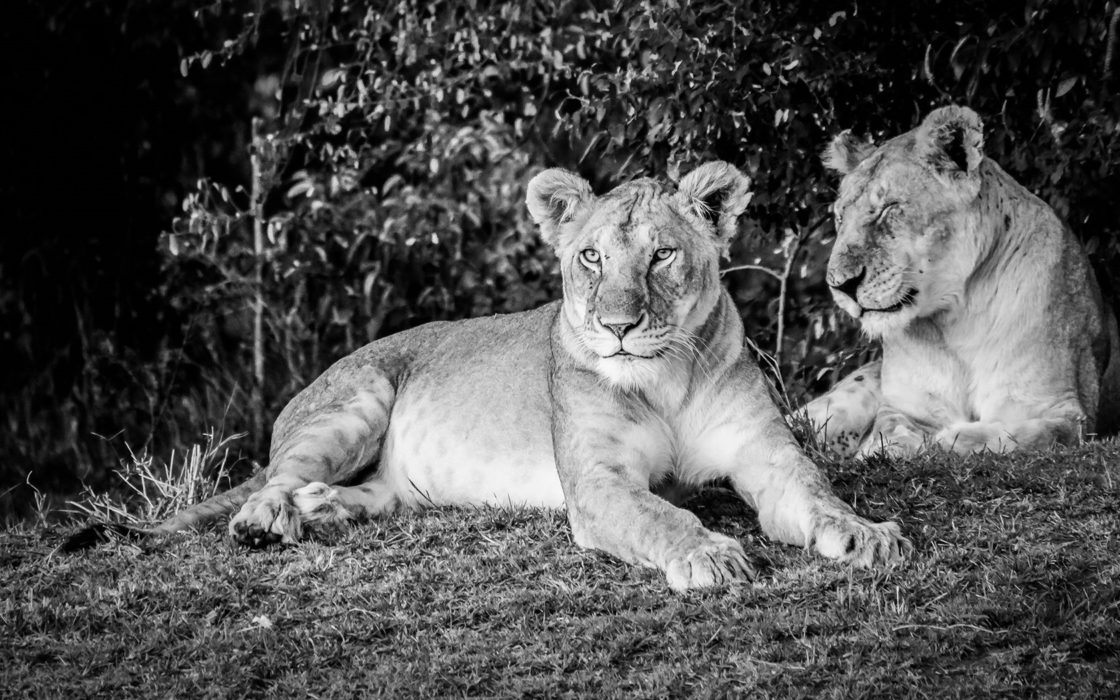 wallpaper et fond d'écran lions noir et blanc