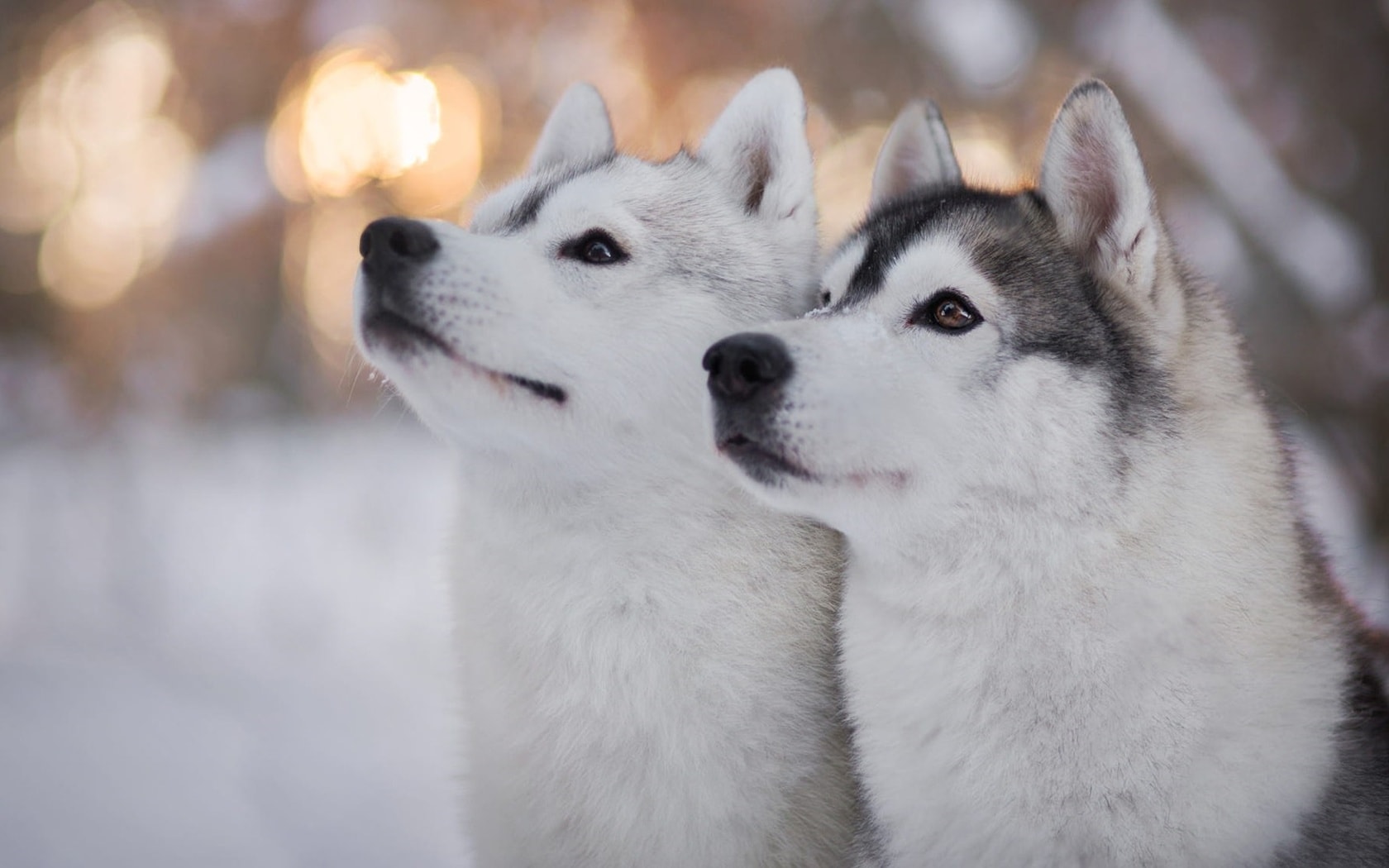 wallpaper et fond d'écran chiens husky esquimaux dog animals animaux race