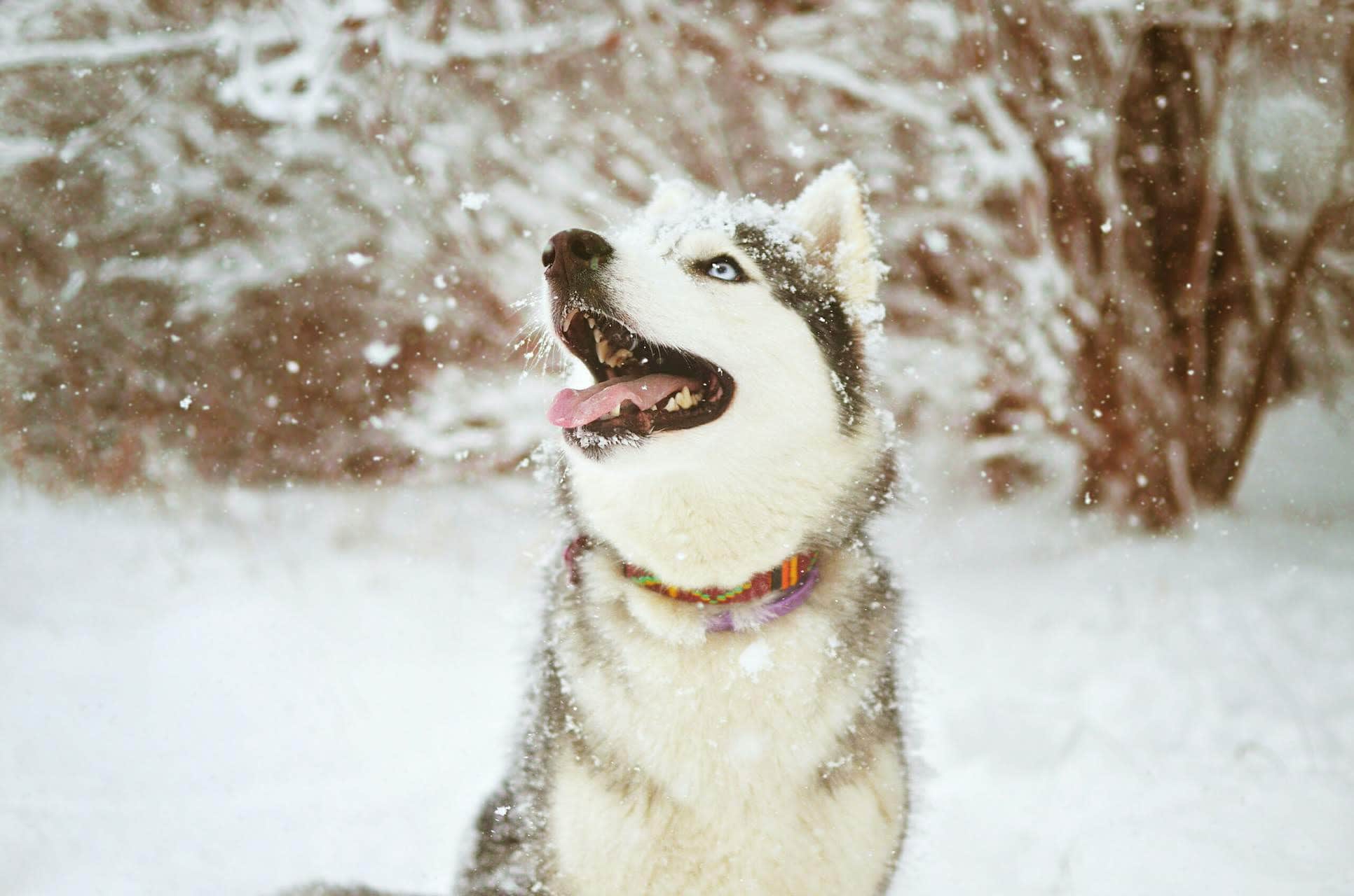 wallpaper et fond d'écran chien animaux husky