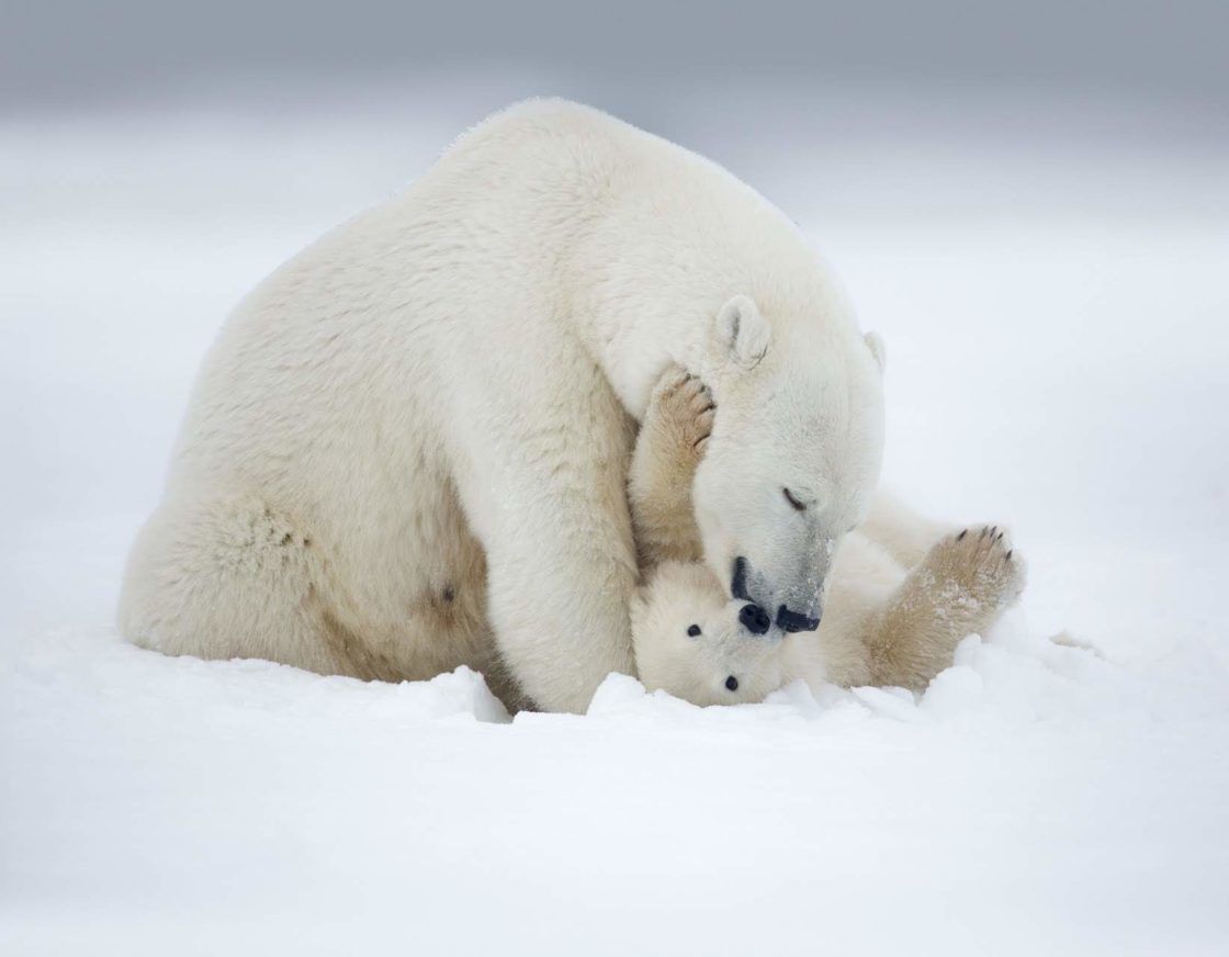 wallpaper et fond d'écran ours animaux neige